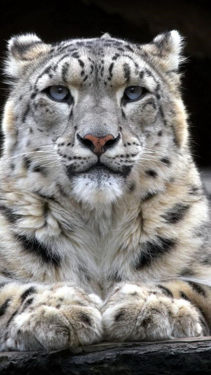 Snow Leopard 2, HD Animals Wallpaper