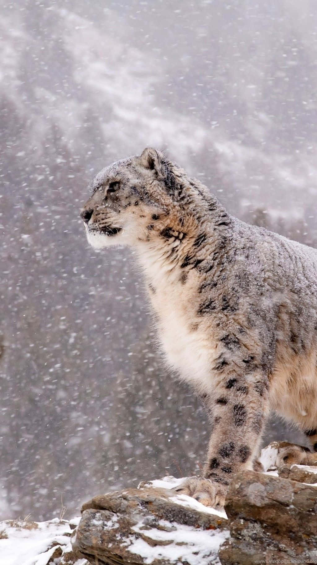 Download Beautiful snow leopard perched