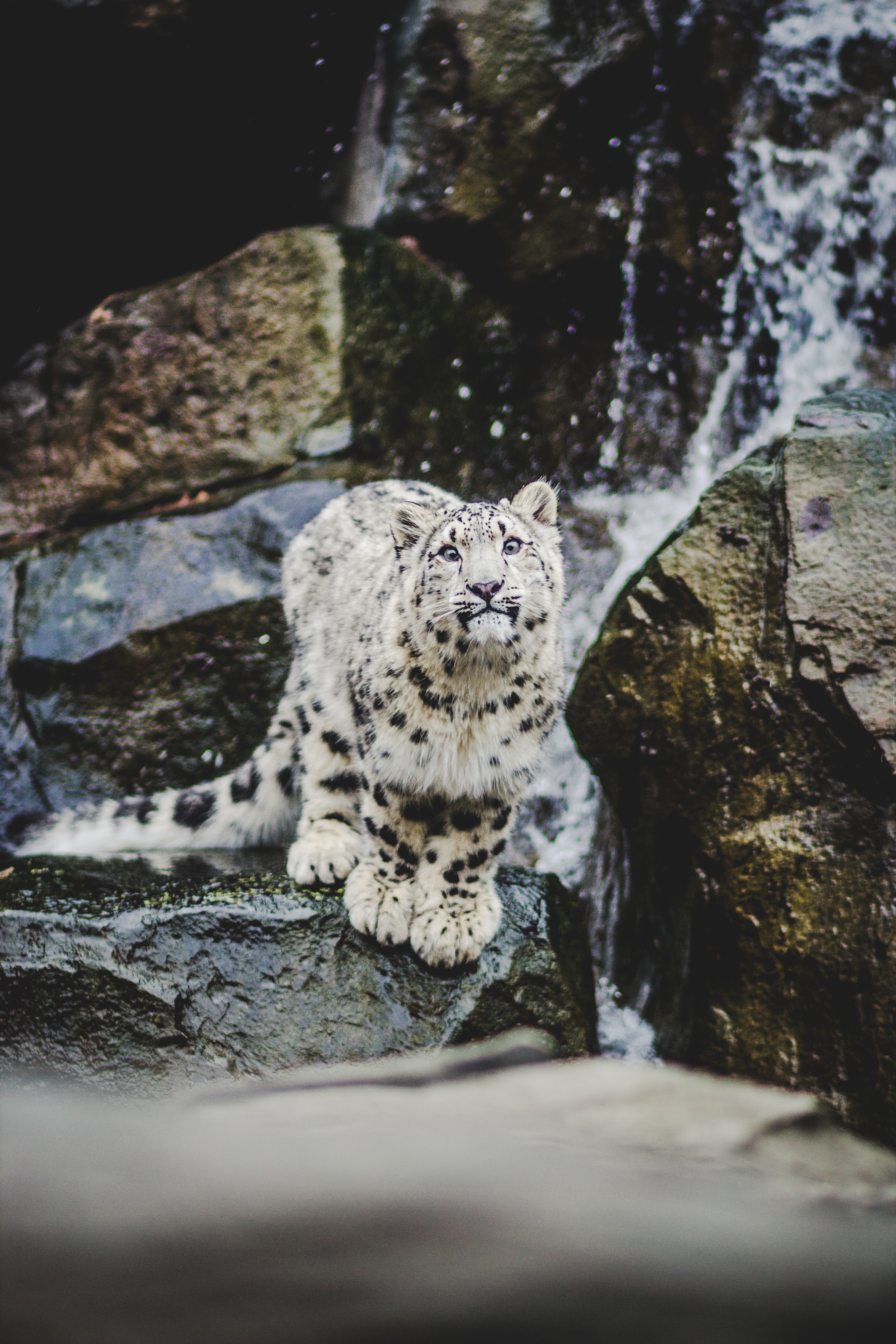 Download Snow Leopard wallpaper