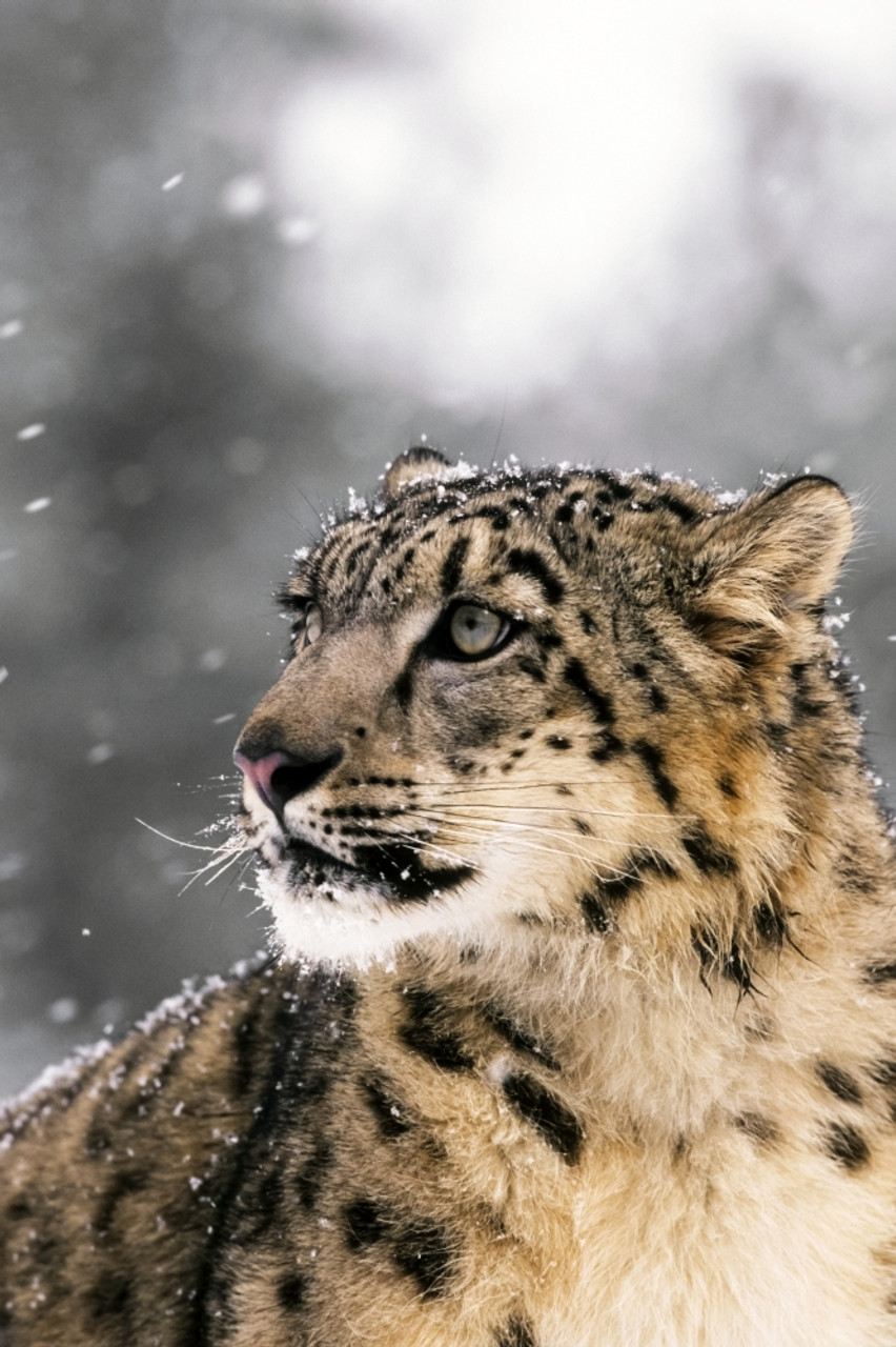 Close Up Of Snow Leopard Poster Print