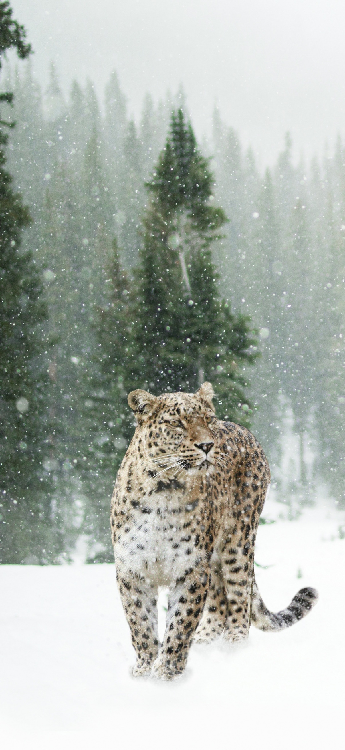 Leopard Wallpaper 4K, Snow, Winter, Forest