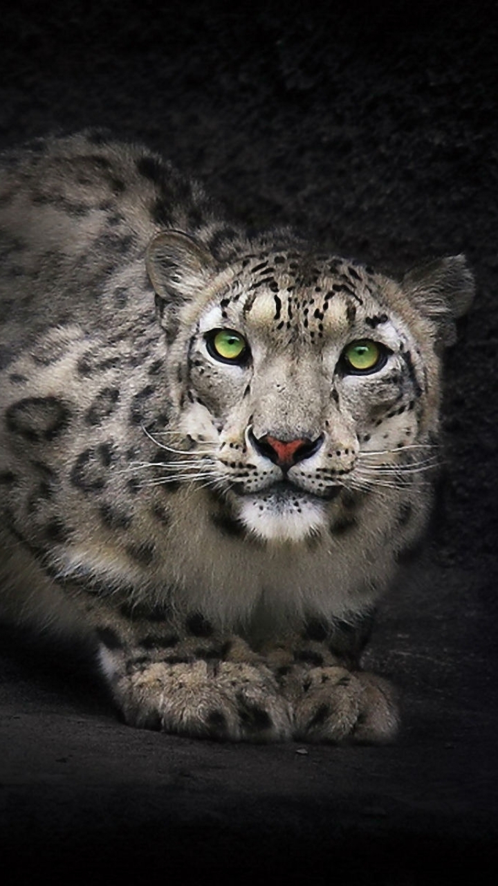 Animal Snow Leopard Phone Wallpaper