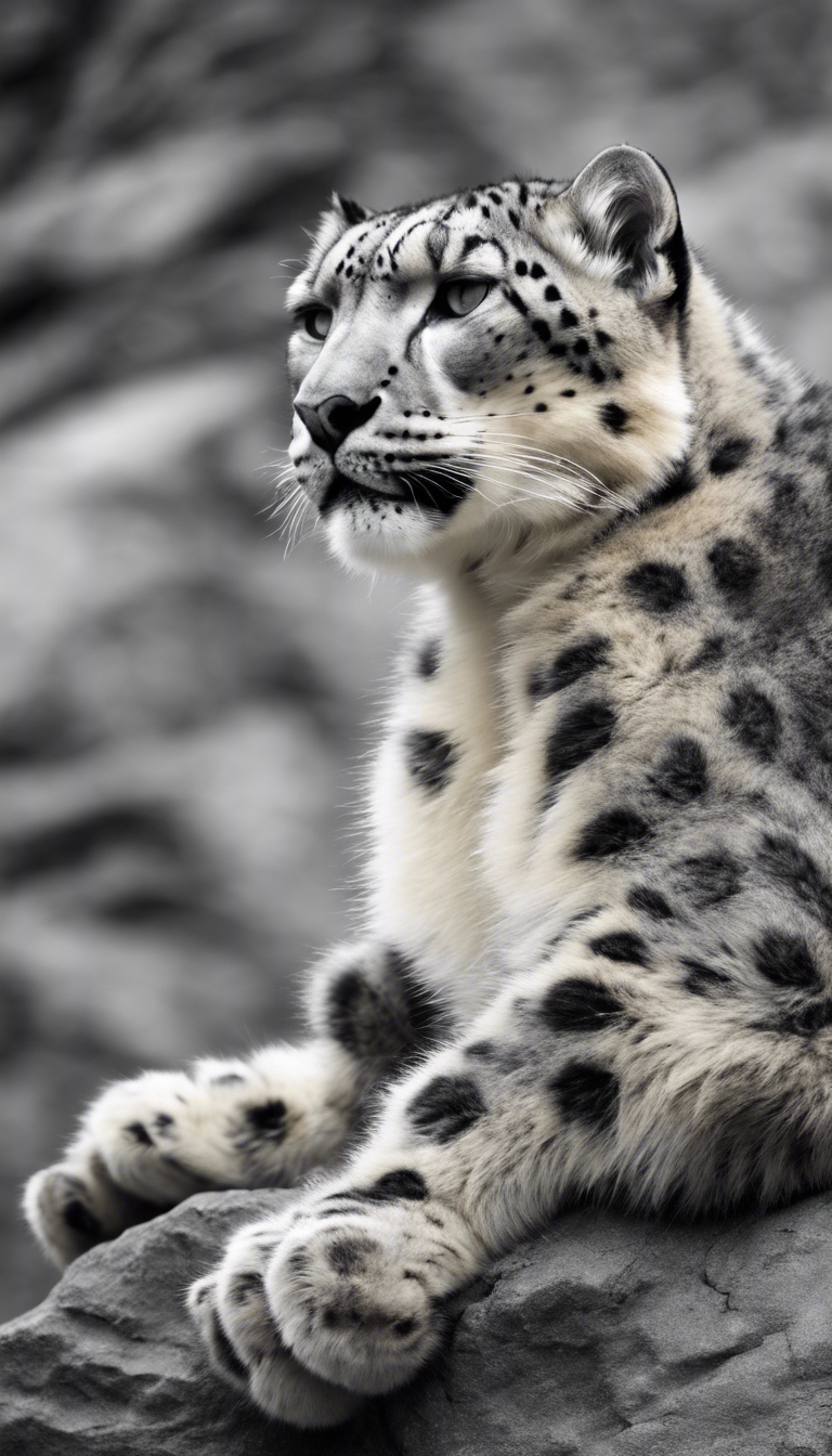 majestic snow leopard resting