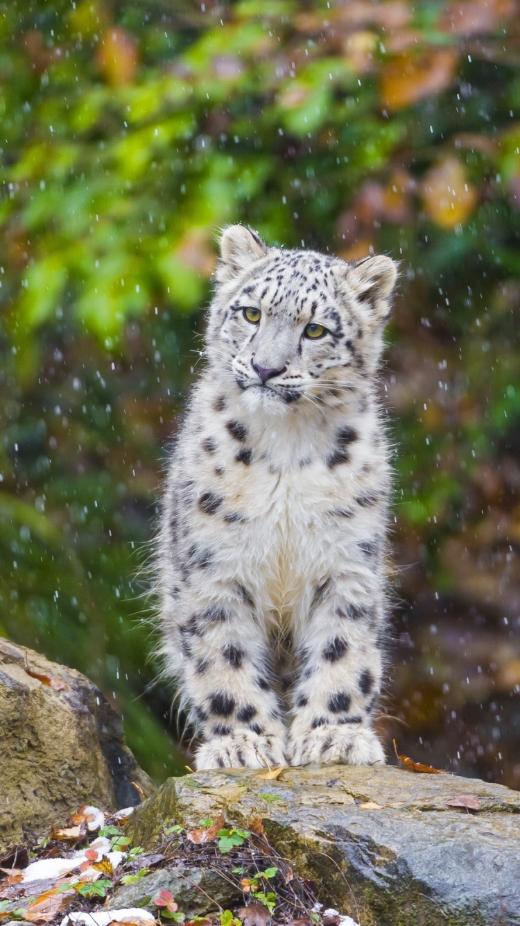 Animal Snow Leopard Phone Wallpaper