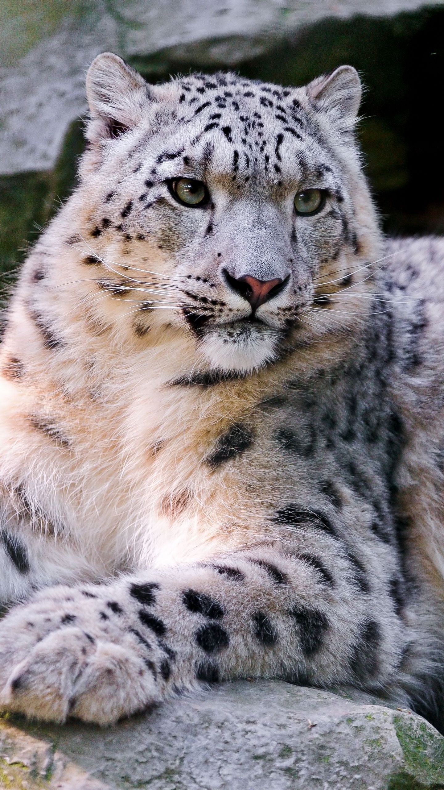 wallpaper 1440x2560 snow leopard