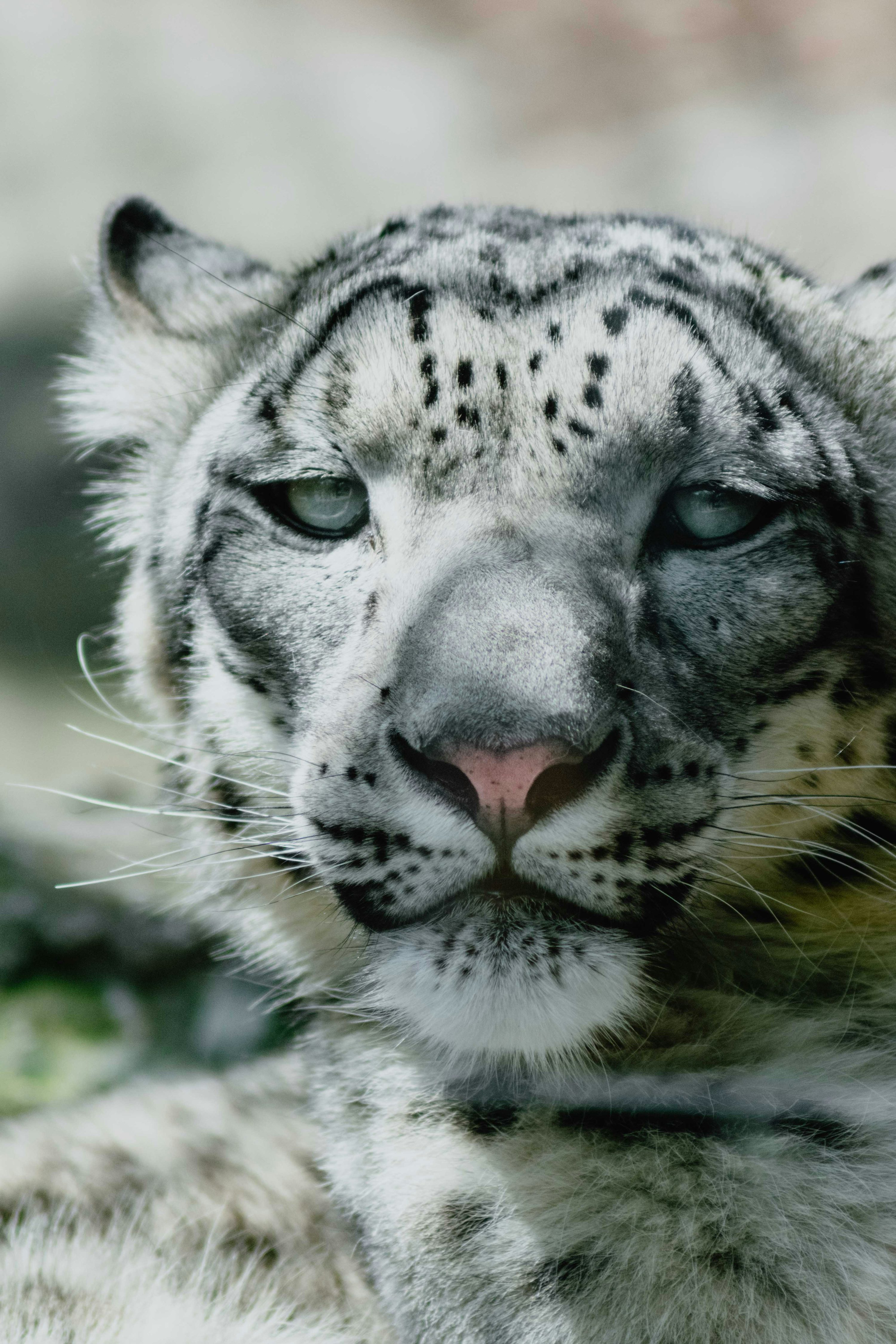1K+ Snow Leopard Picture. Download