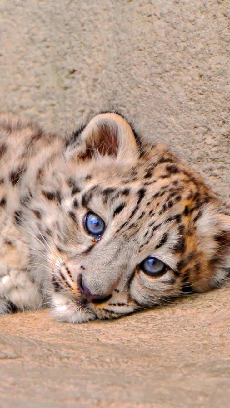 Snow Leopard Cub Lie Look Sadness