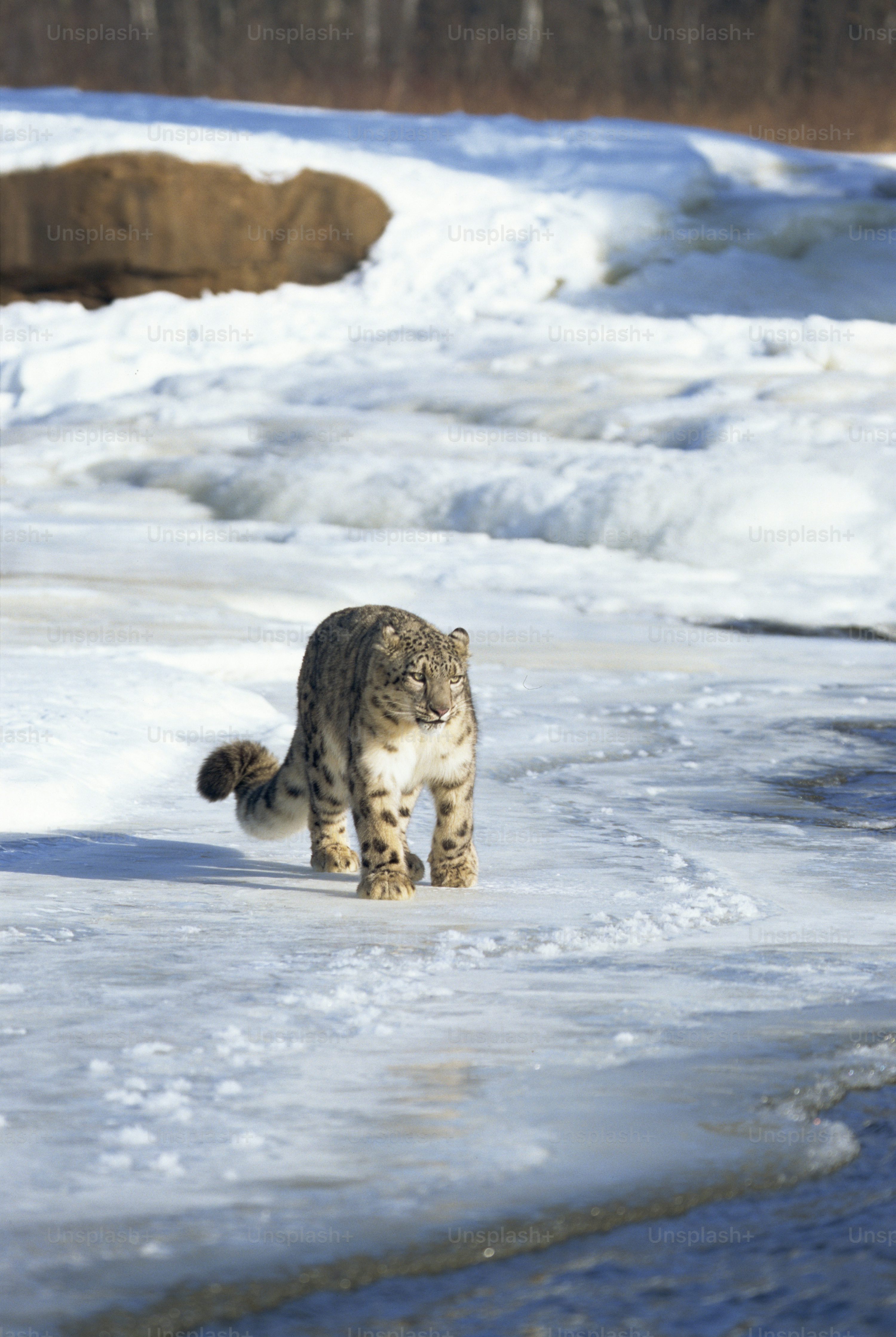 1K+ Snow Leopard Picture. Download