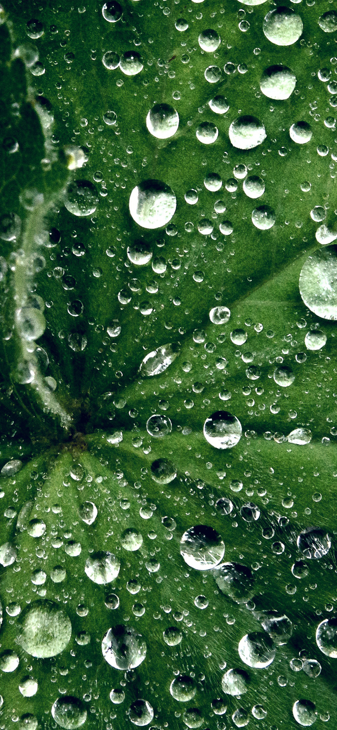 Leaf Summer Green Live Wallpaper