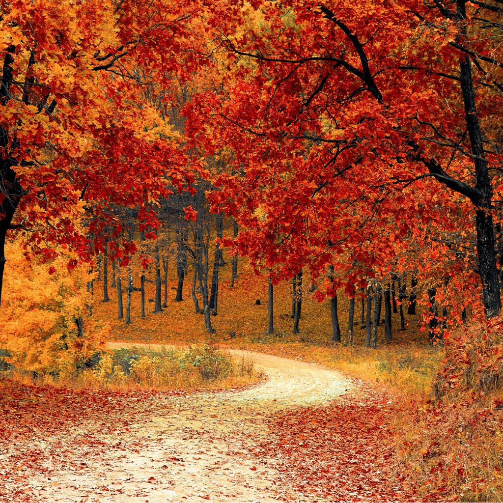 Fall Wallpaper for Your iPhone