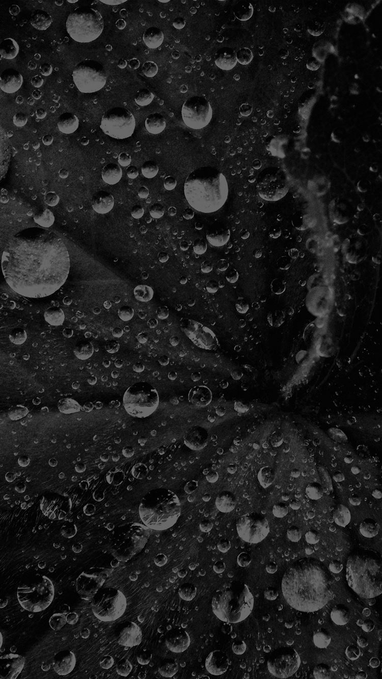 Water Drop On Leaf Summer Dark Bw Live