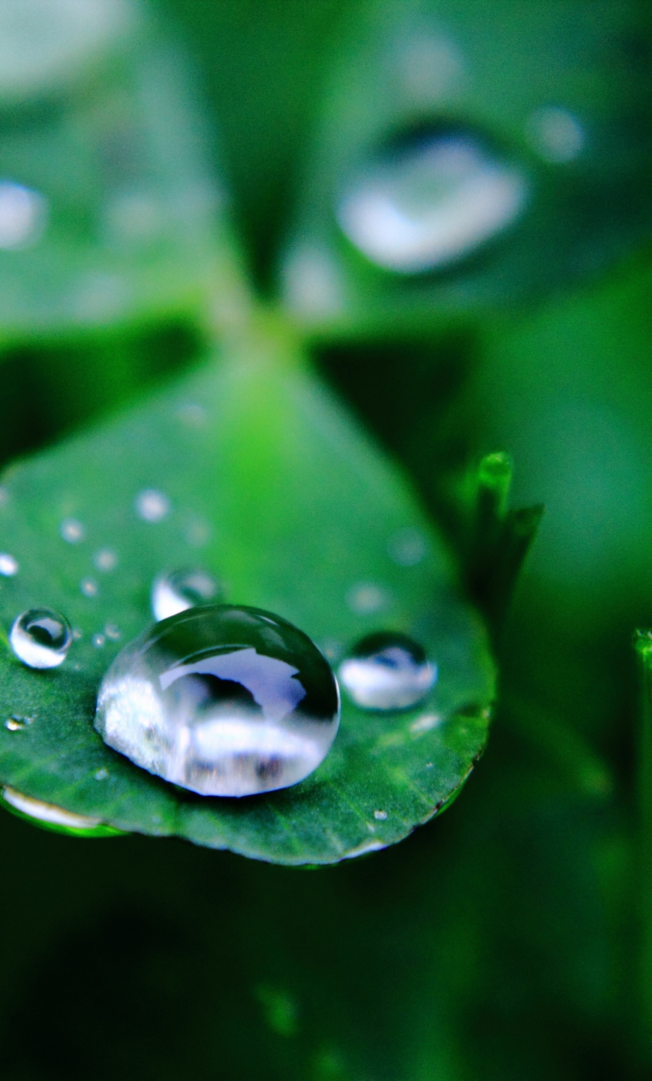 Download wallpaper 1280x2120 water drop