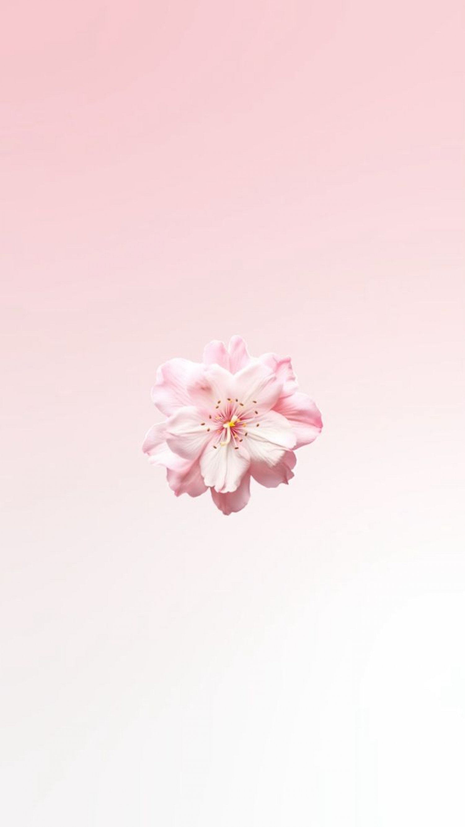 Most Popular Cute Pretty Wallpaper