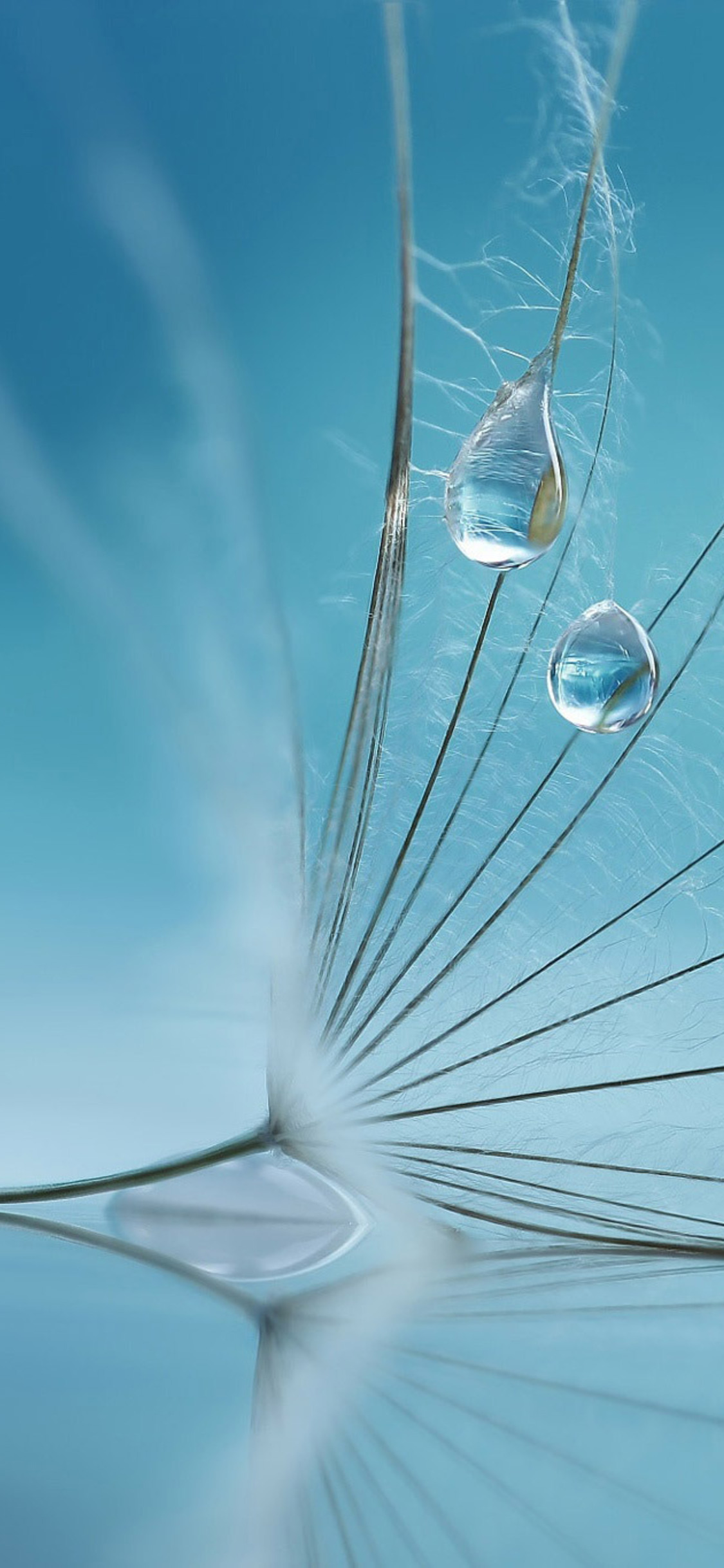 Water Drop On Flower iPhone