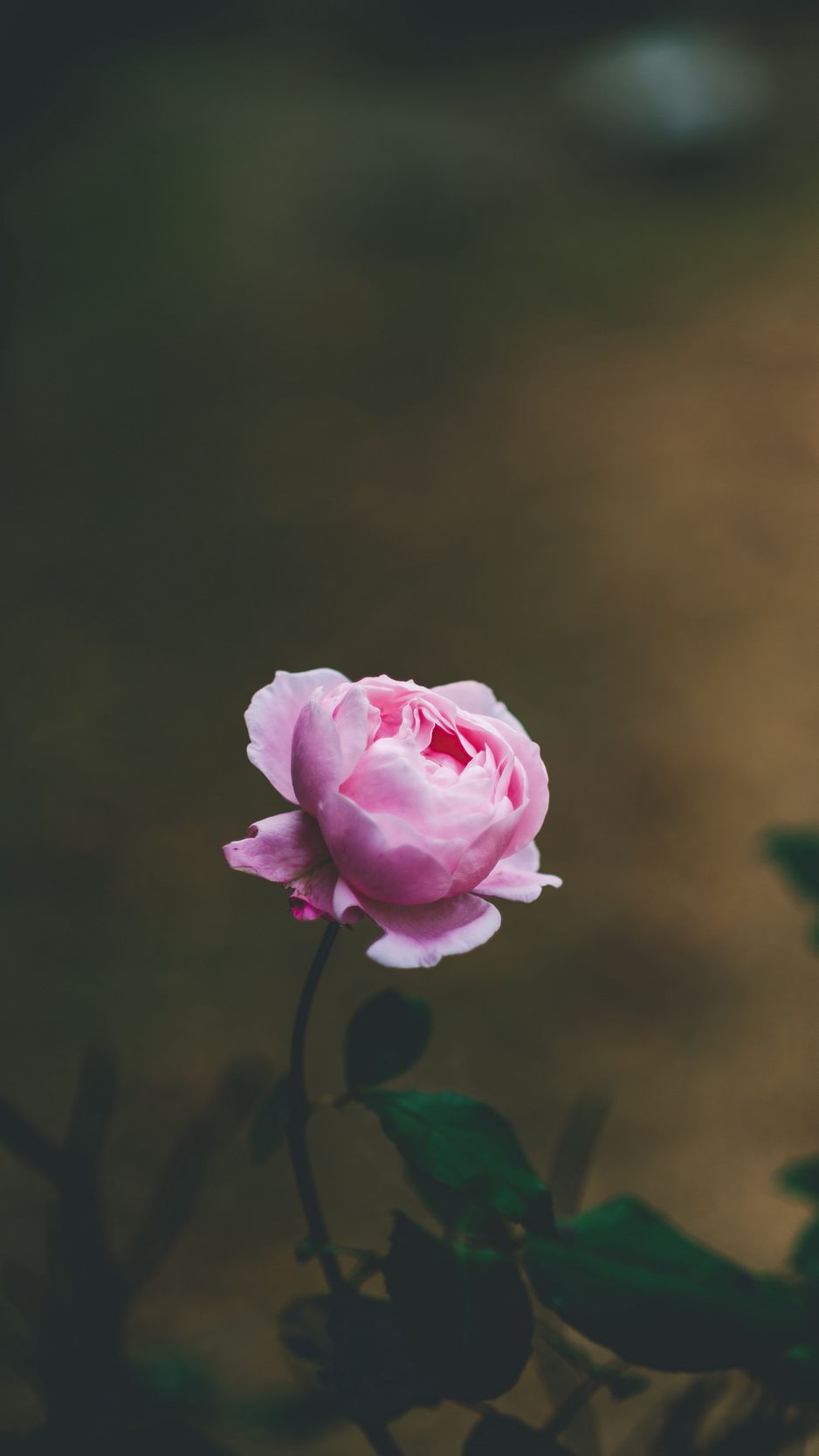 Download wallpaper 938x1668 rose