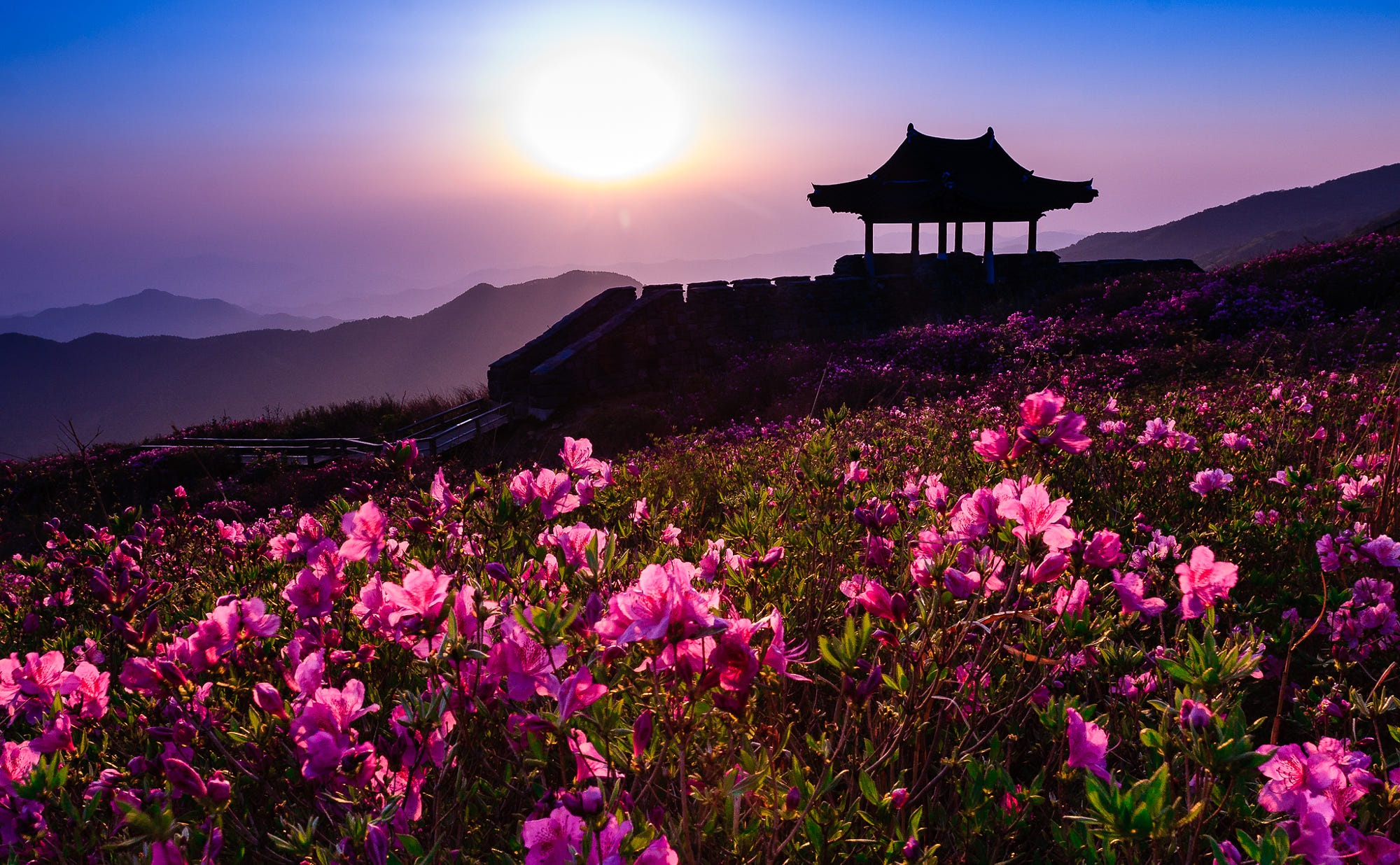 Wallpaper landscape, sunset, flowers