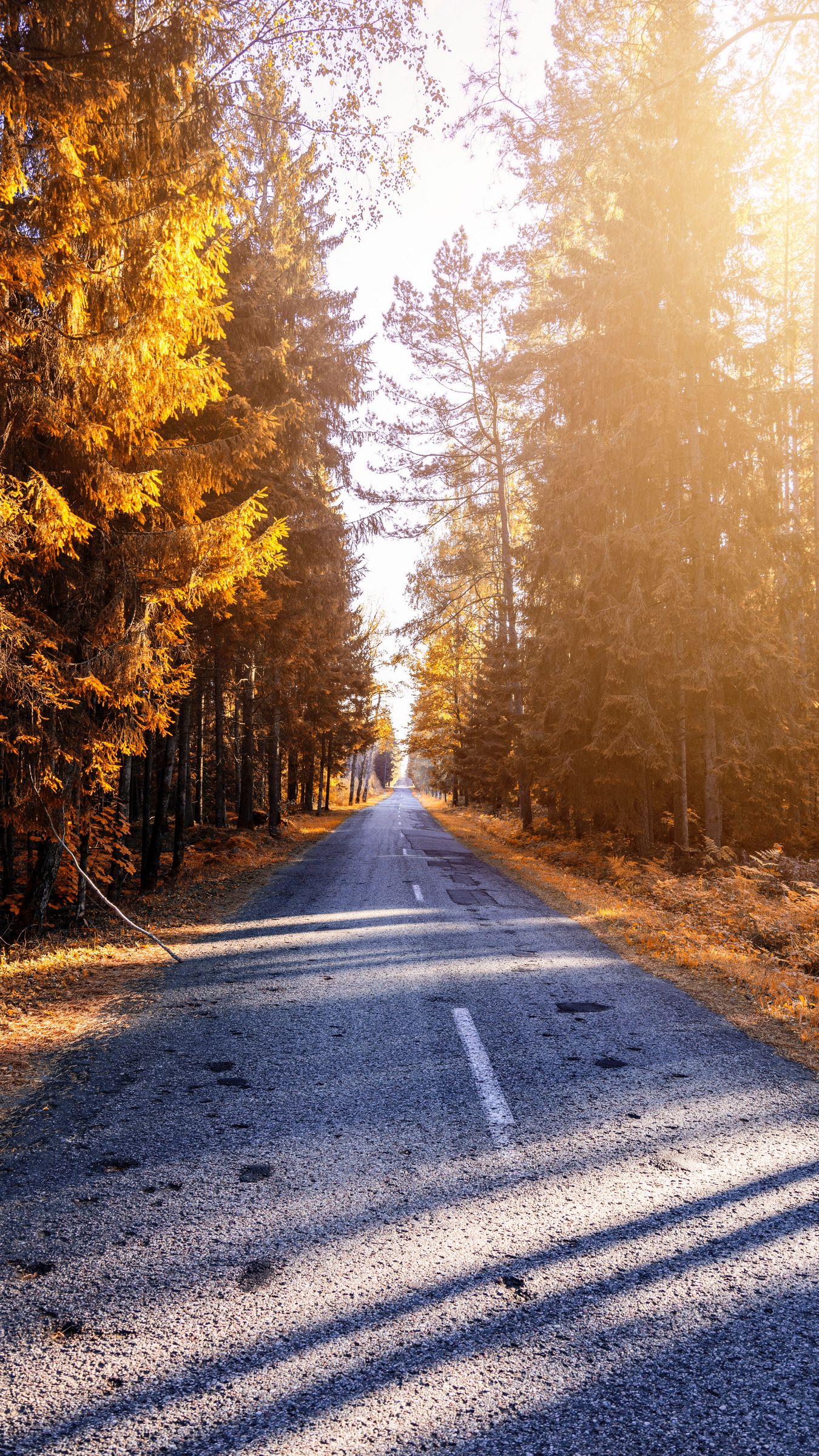 Download wallpaper 1350x2400 autumn, road, forest, sunlight iphone 8+/7+/6s+/for parallax HD background