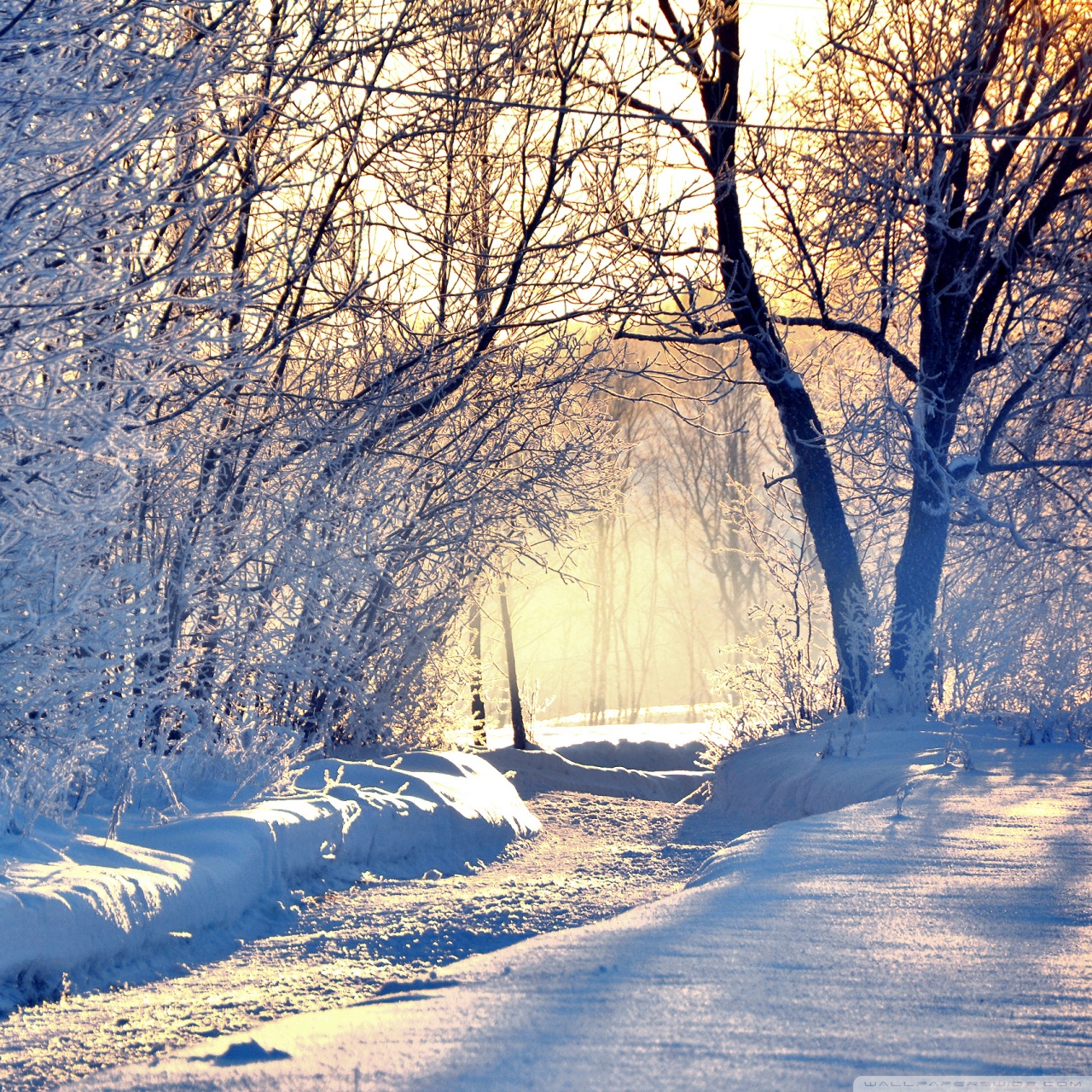 Winter Morning Light Ultra HD Wallpaper