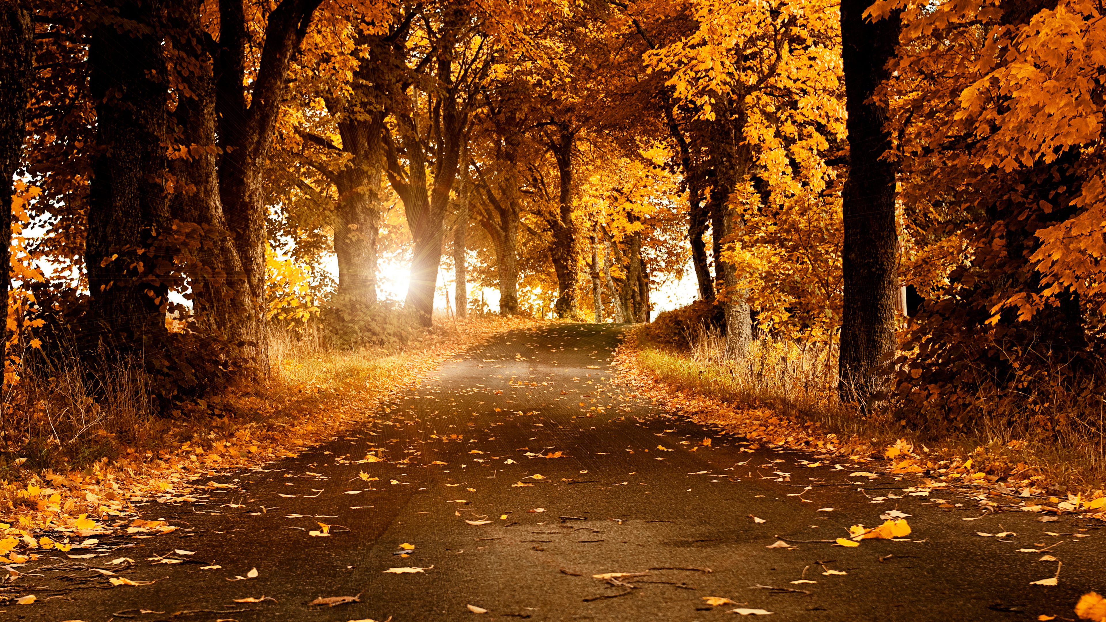 Fall Wallpaper 4K, Scenery, Roadway, Foliage