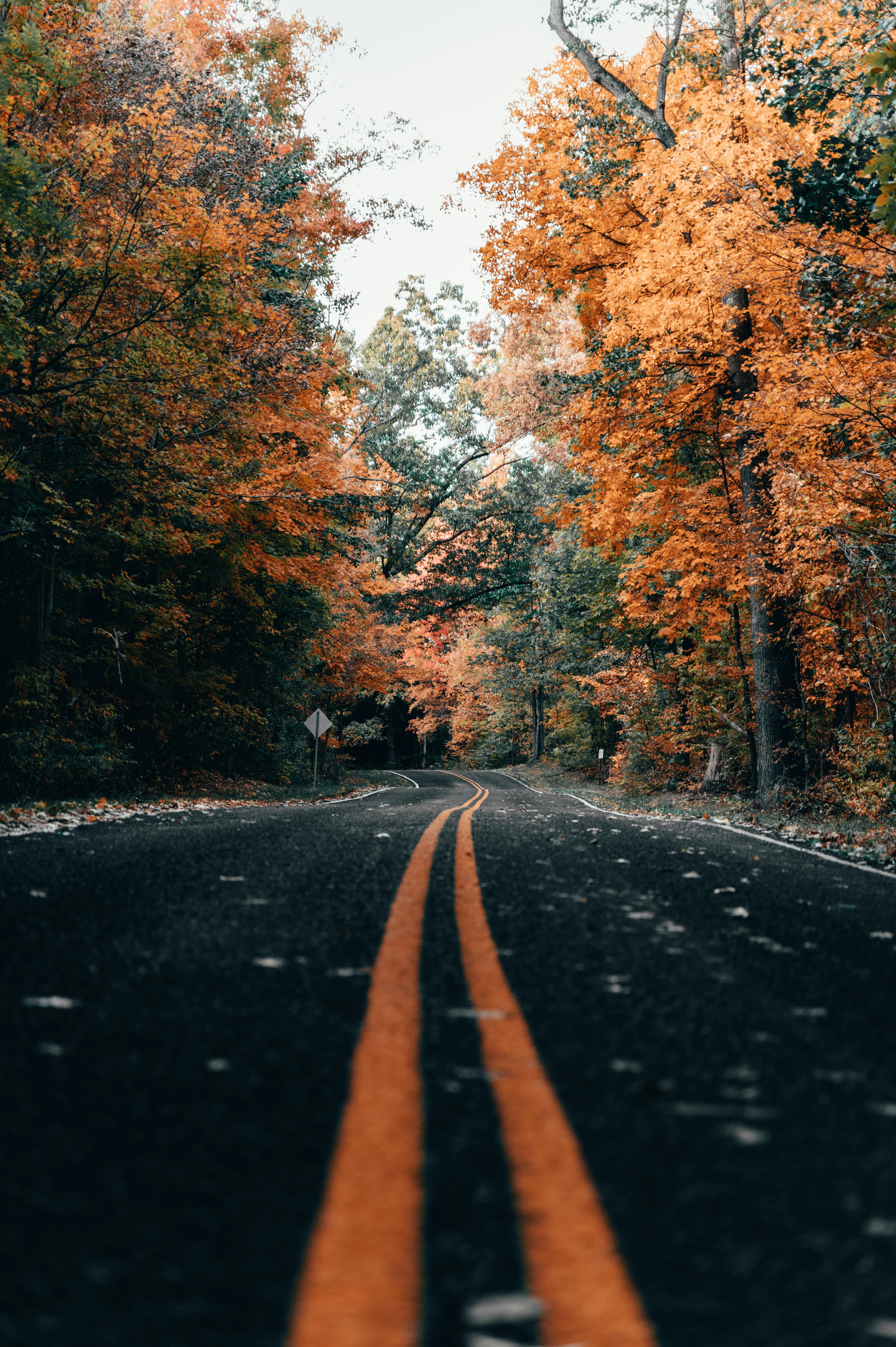 Road During Autumn · Free