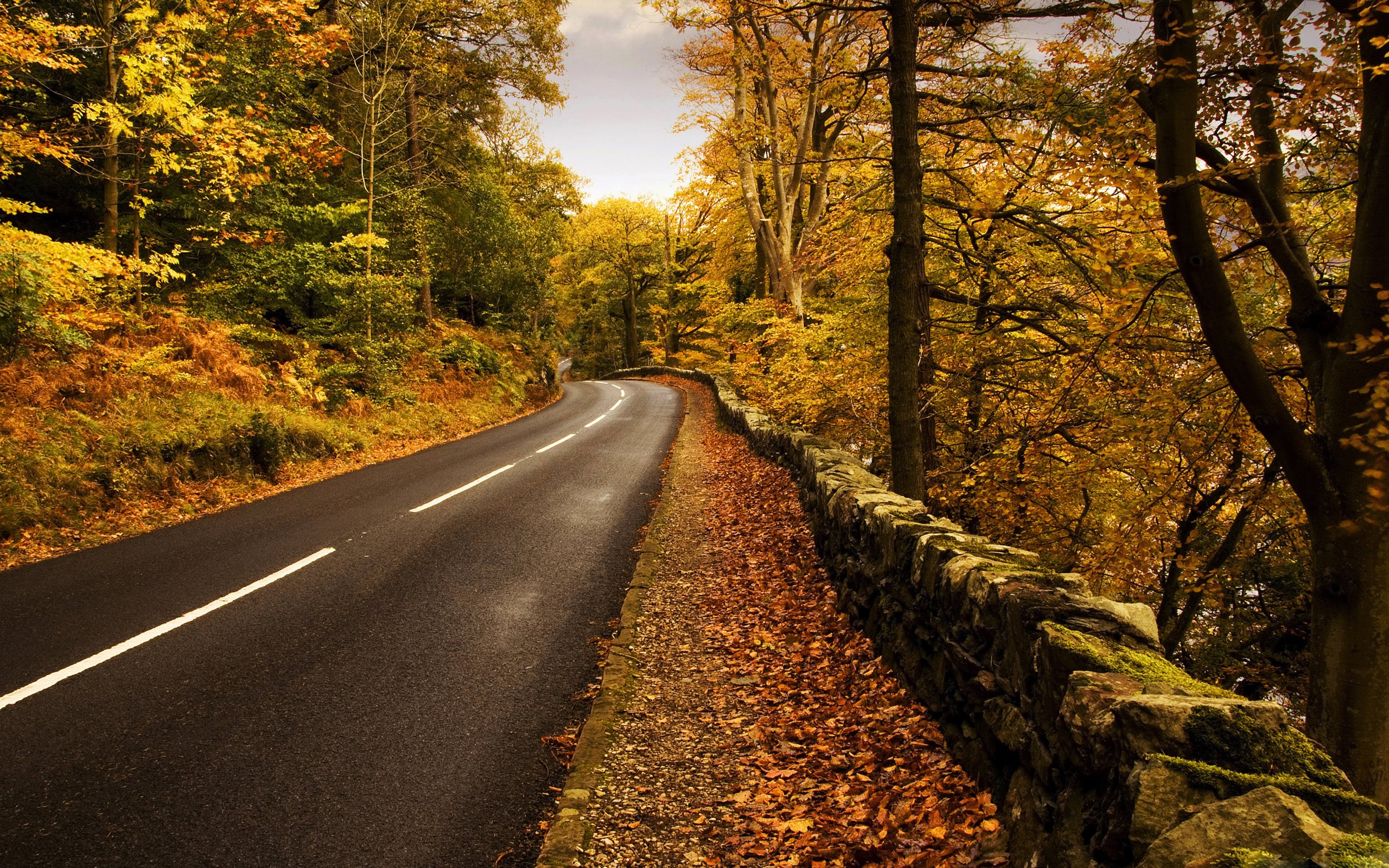 Autumn Road Wallpaper - [2560 X 1600]