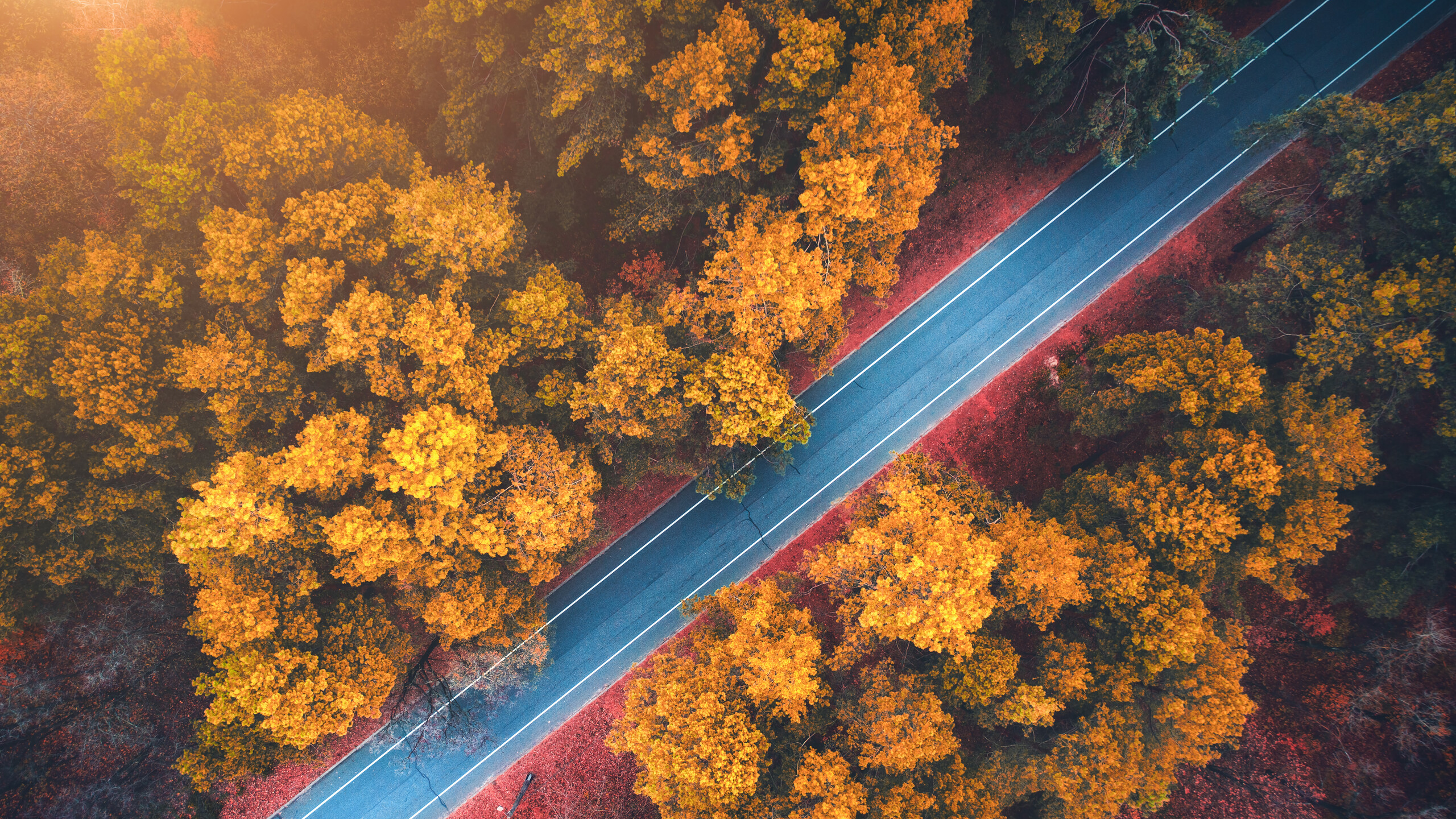 Forest Road Autumn Trees Wallpaper 4K