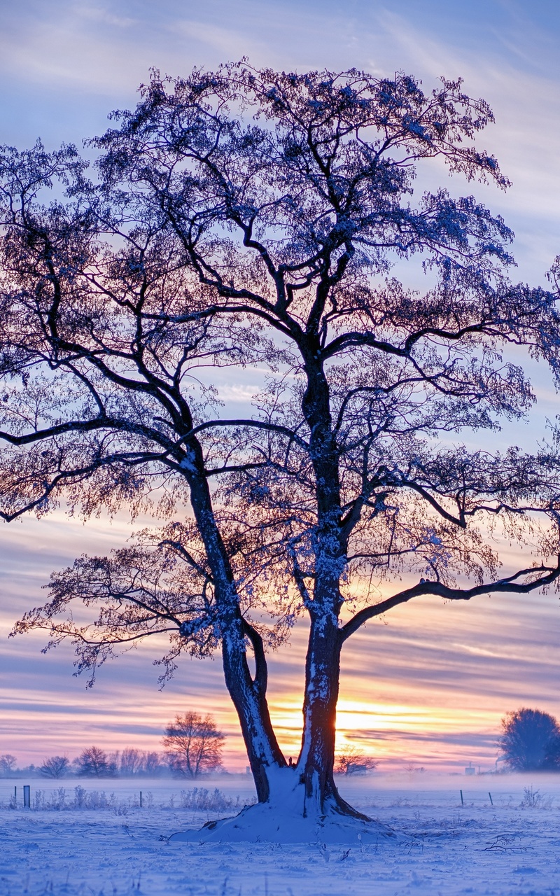 Evening Winter Trees Snow 5k