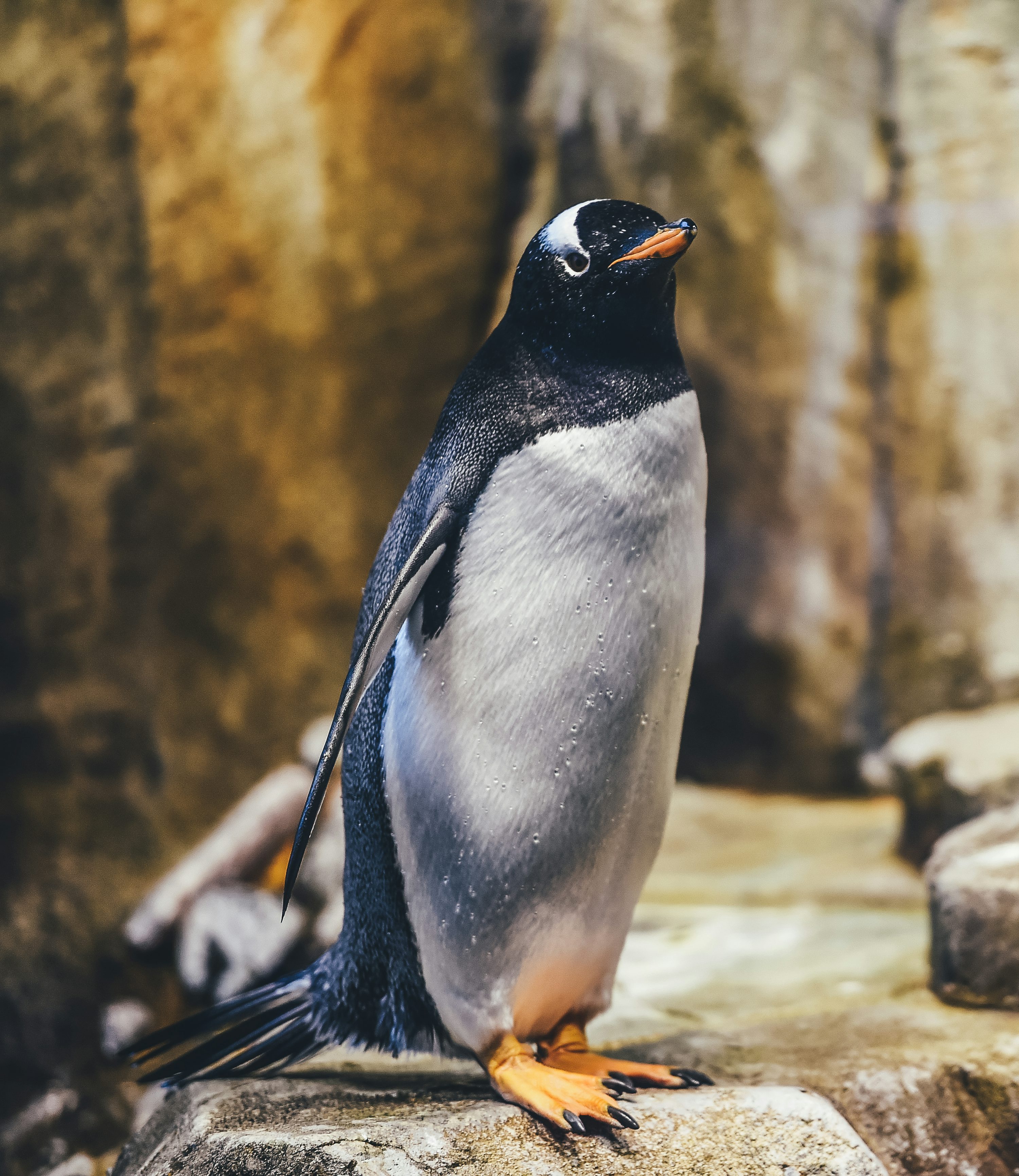 Best Penguin Picture HD