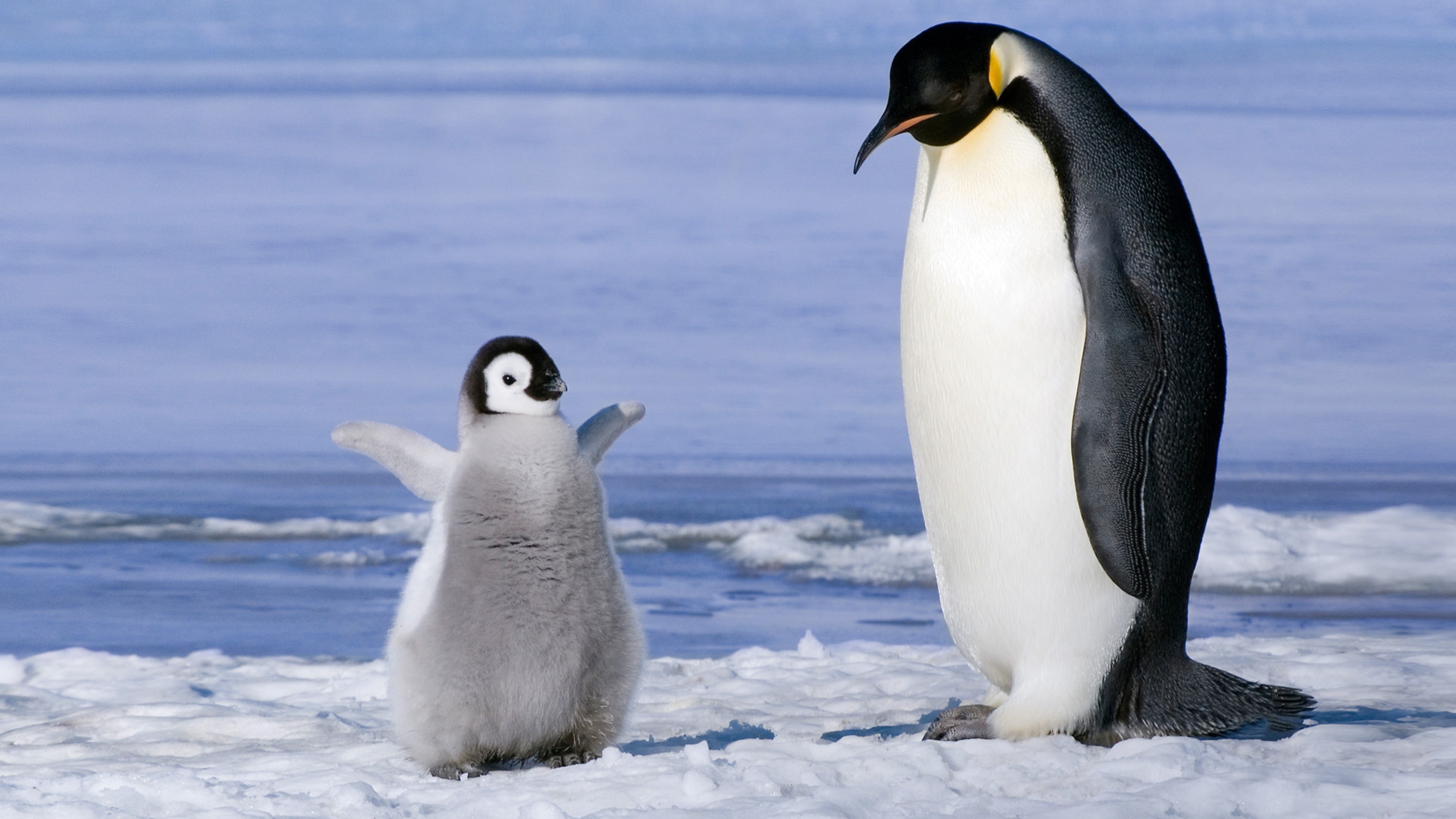 Penguin Wallpaper