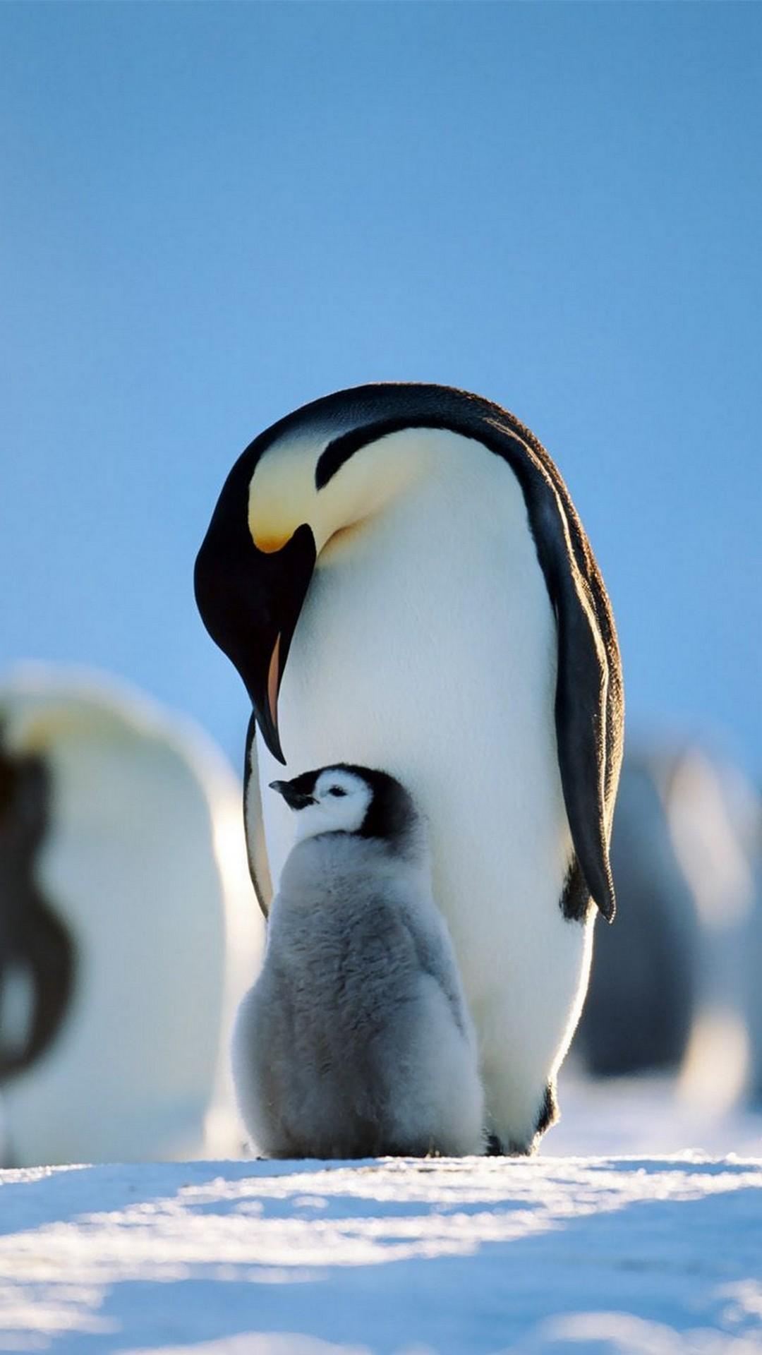 Penguin Wallpaper APK Download