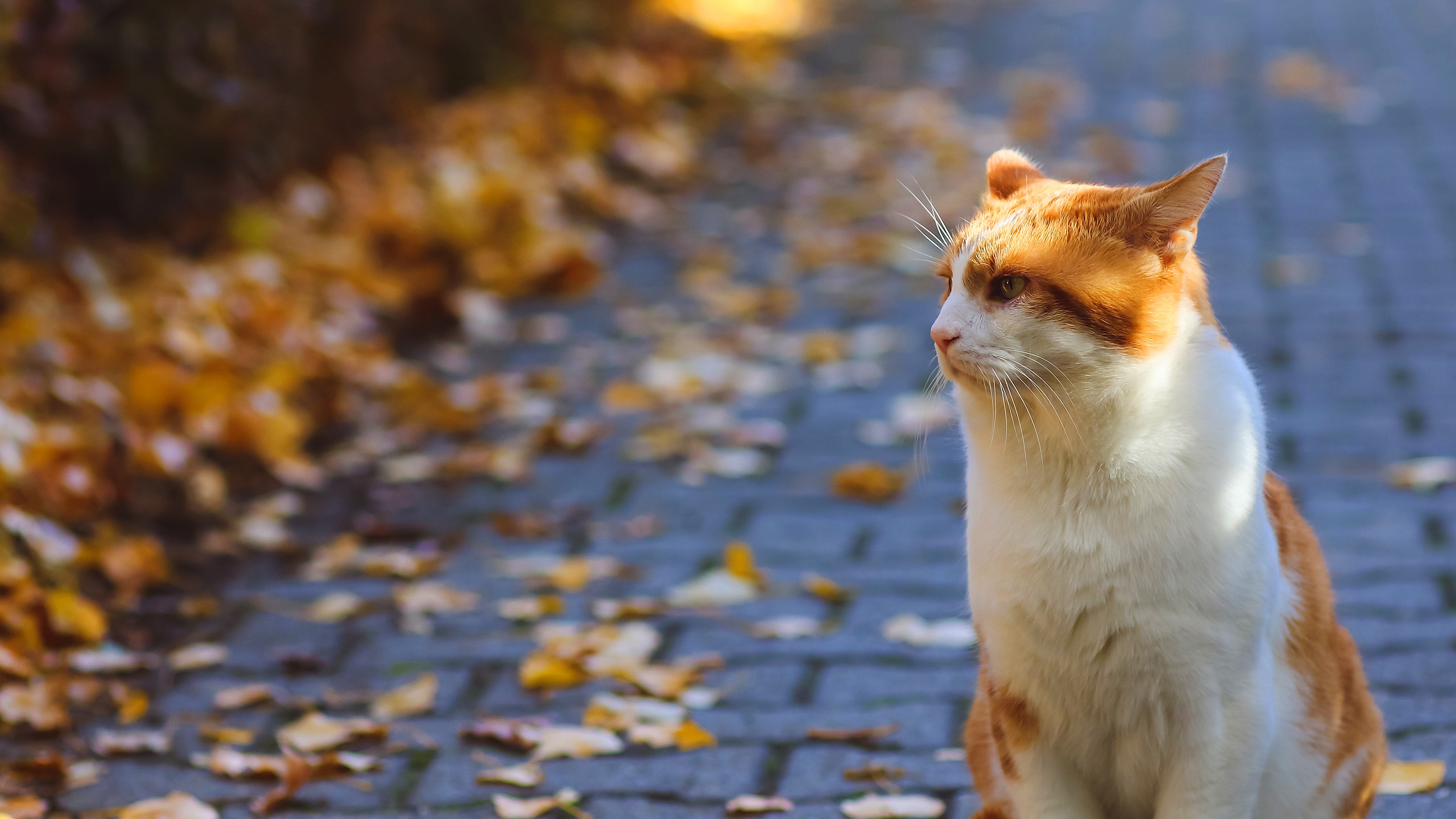 Wallpaper road, autumn, cat, cat, look