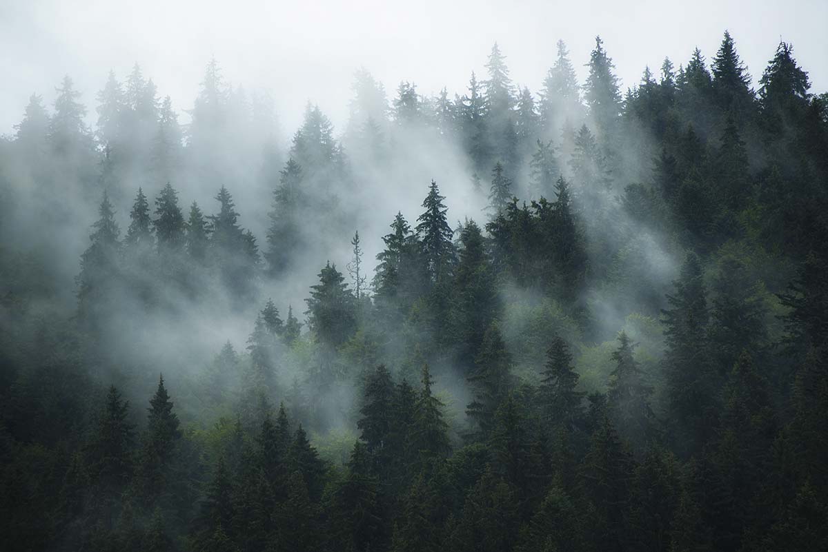 Bedroom Wallpaper of A Foggy Forest