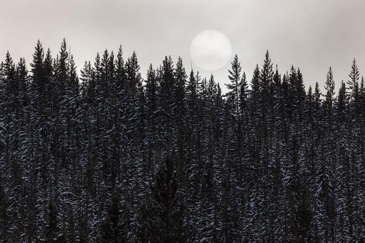 Foggy Tree Line Wallpaper Mural. Tree