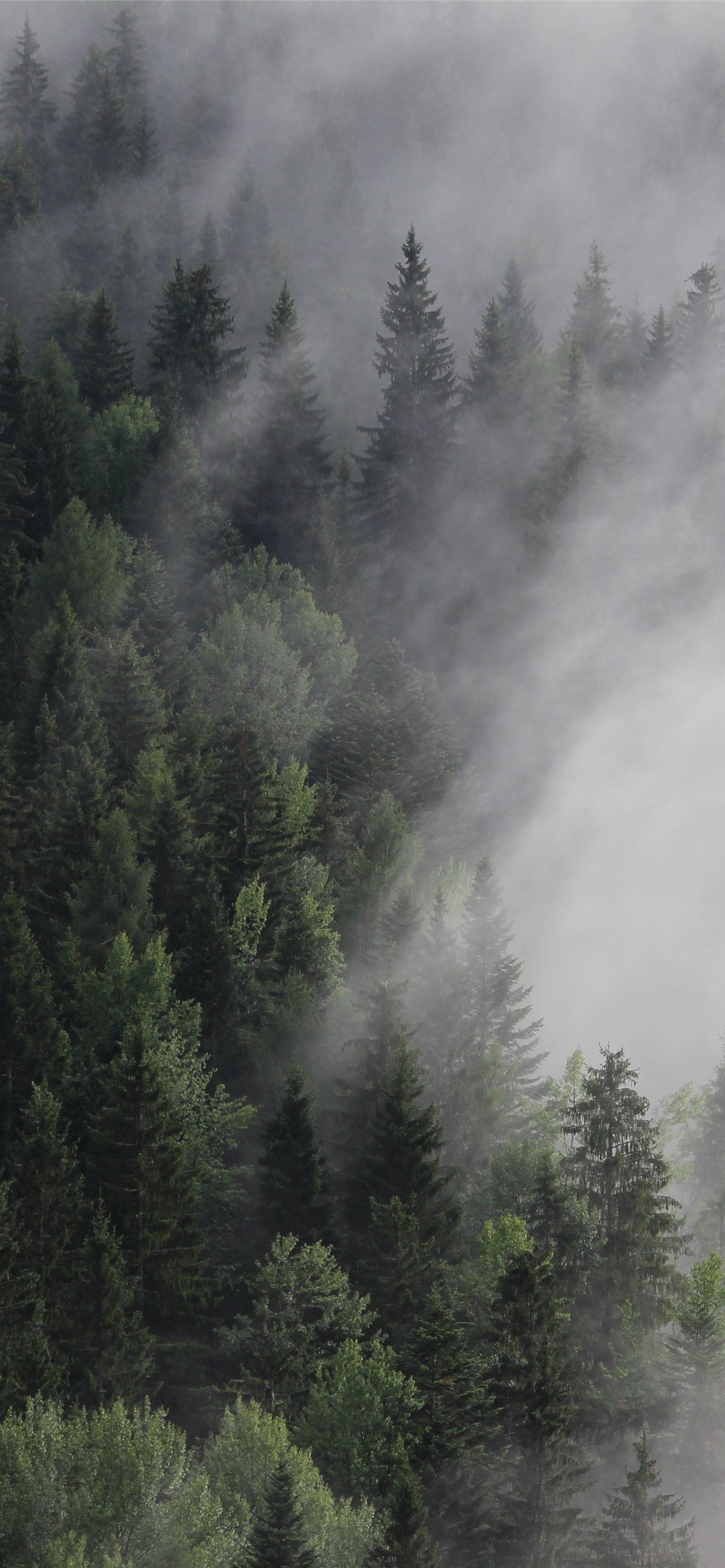 Austria 4k 5k 8k forest fog mist pines