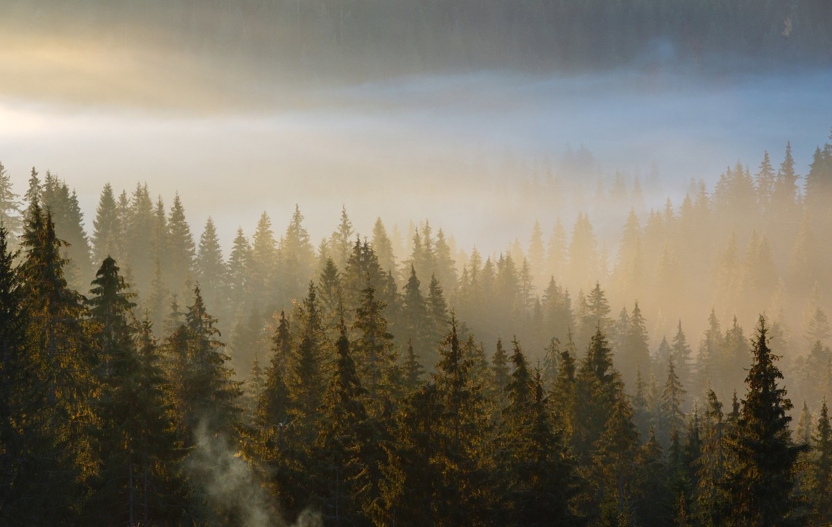 Foggy Pine Forest Landscape Wallpaper