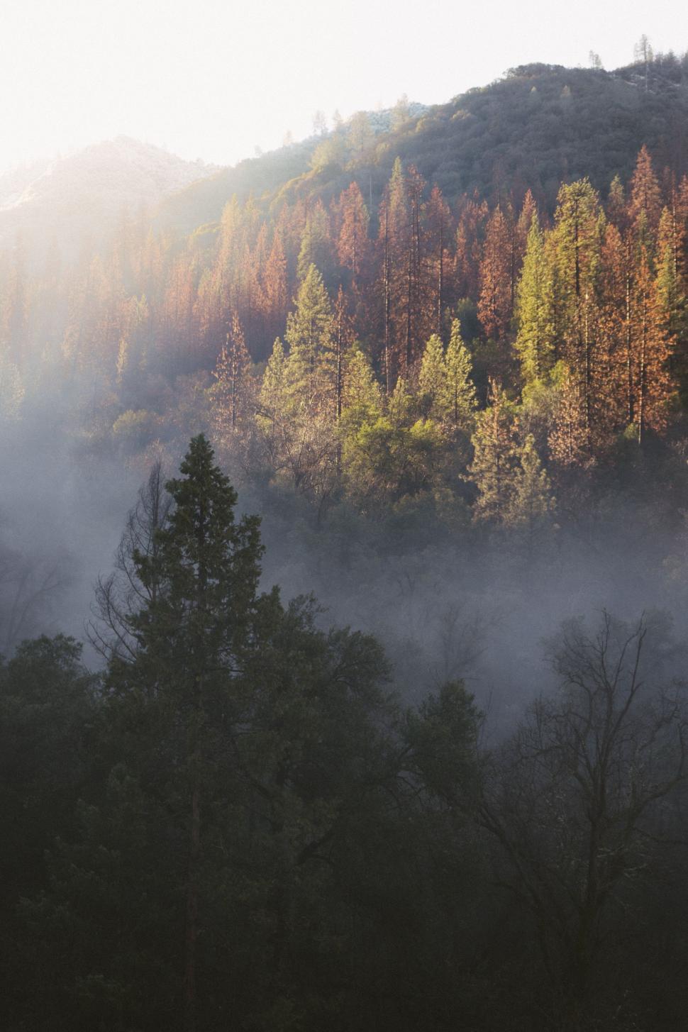 Foggy Forest With Trees and Mountains