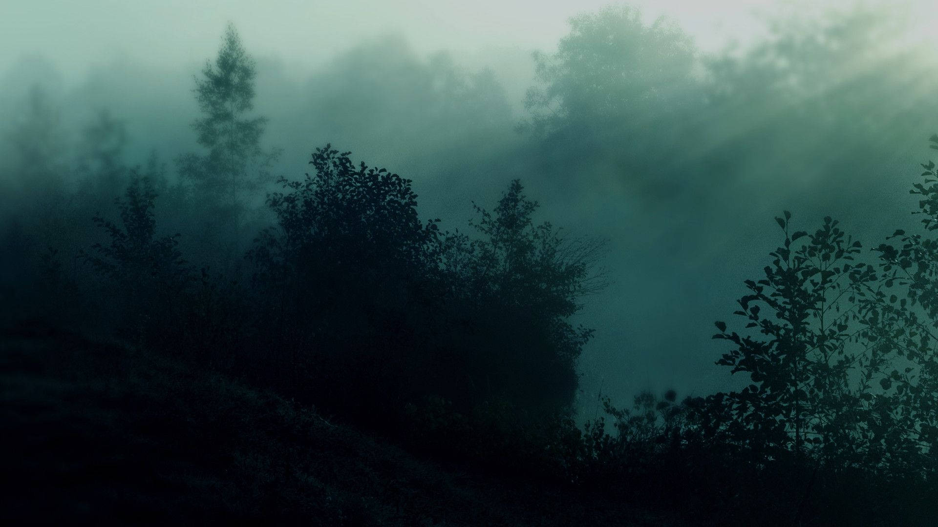 Download A Foggy Forest With Trees