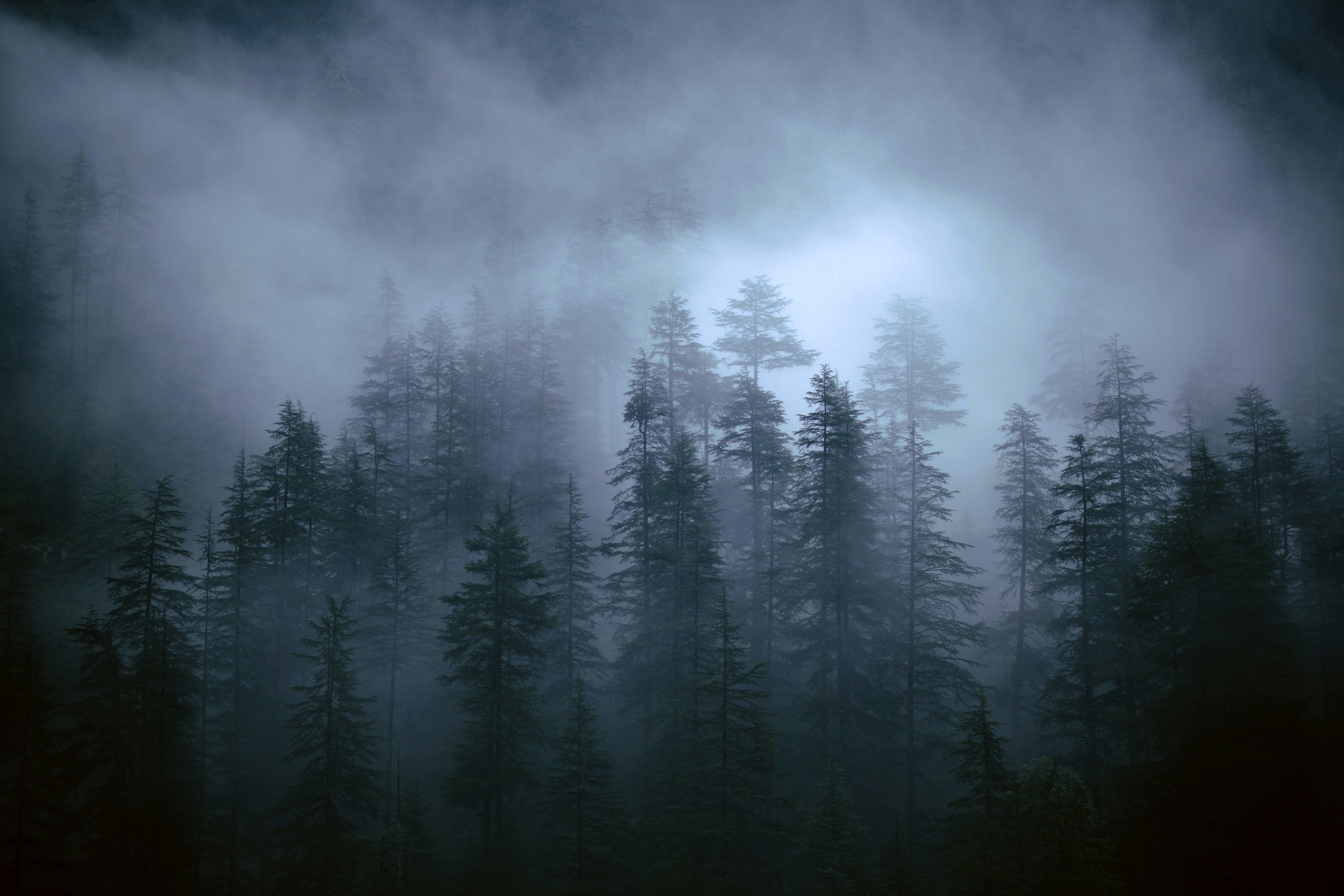 Foggy Forest wallpaper