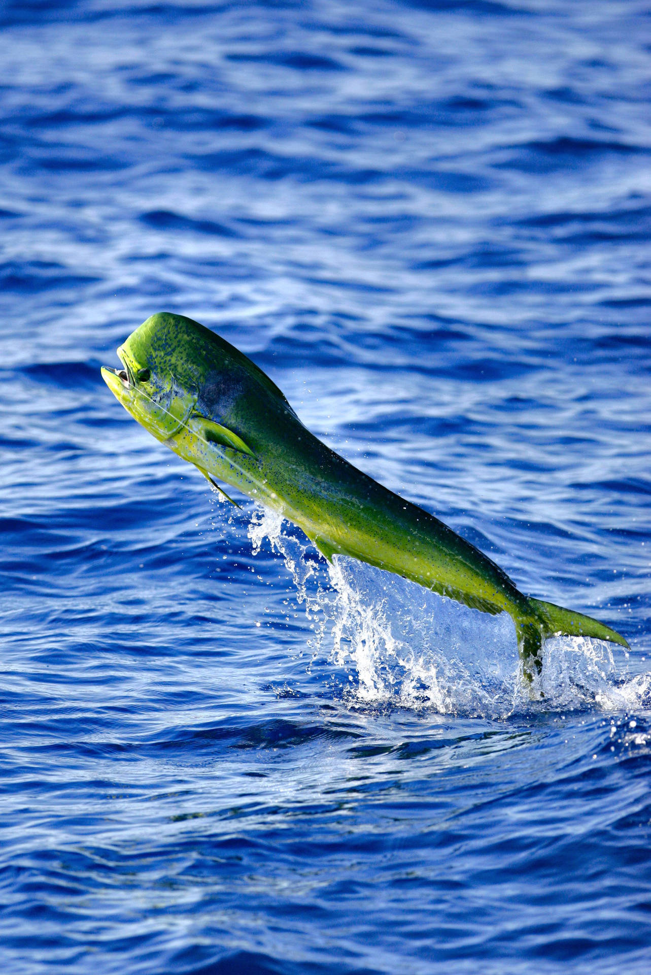 Mahi Mahi Fish Flying Wallpaper