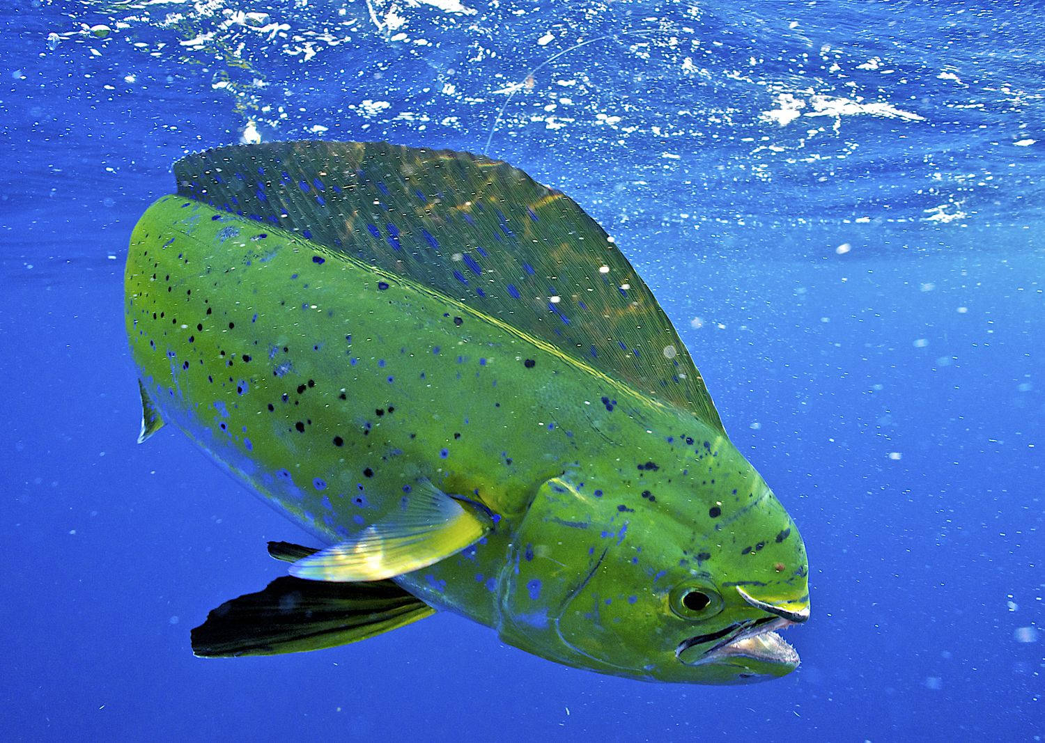 Mahi Mahi Background