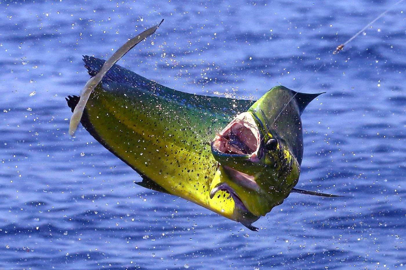 Download Mahi Mahi Fish Caught By A