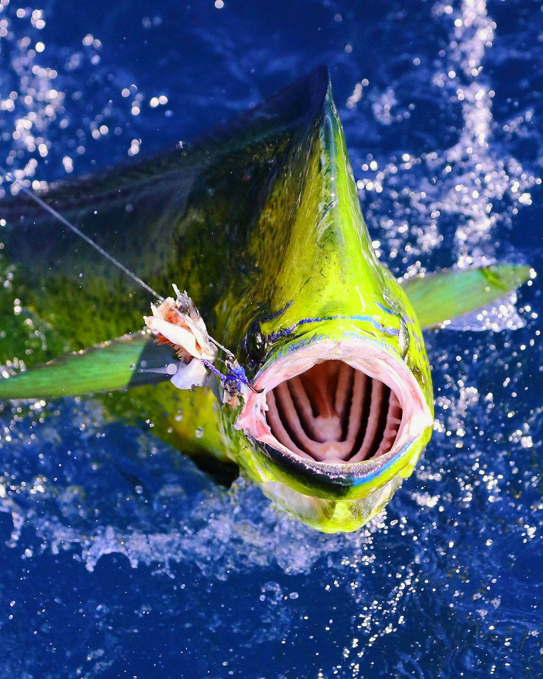Mahi Mahi Fish Wallpaper