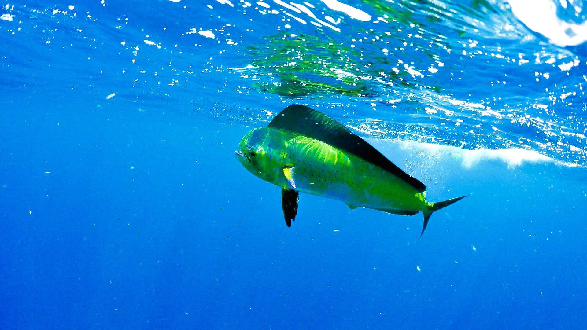 Mahi Mahi Picture