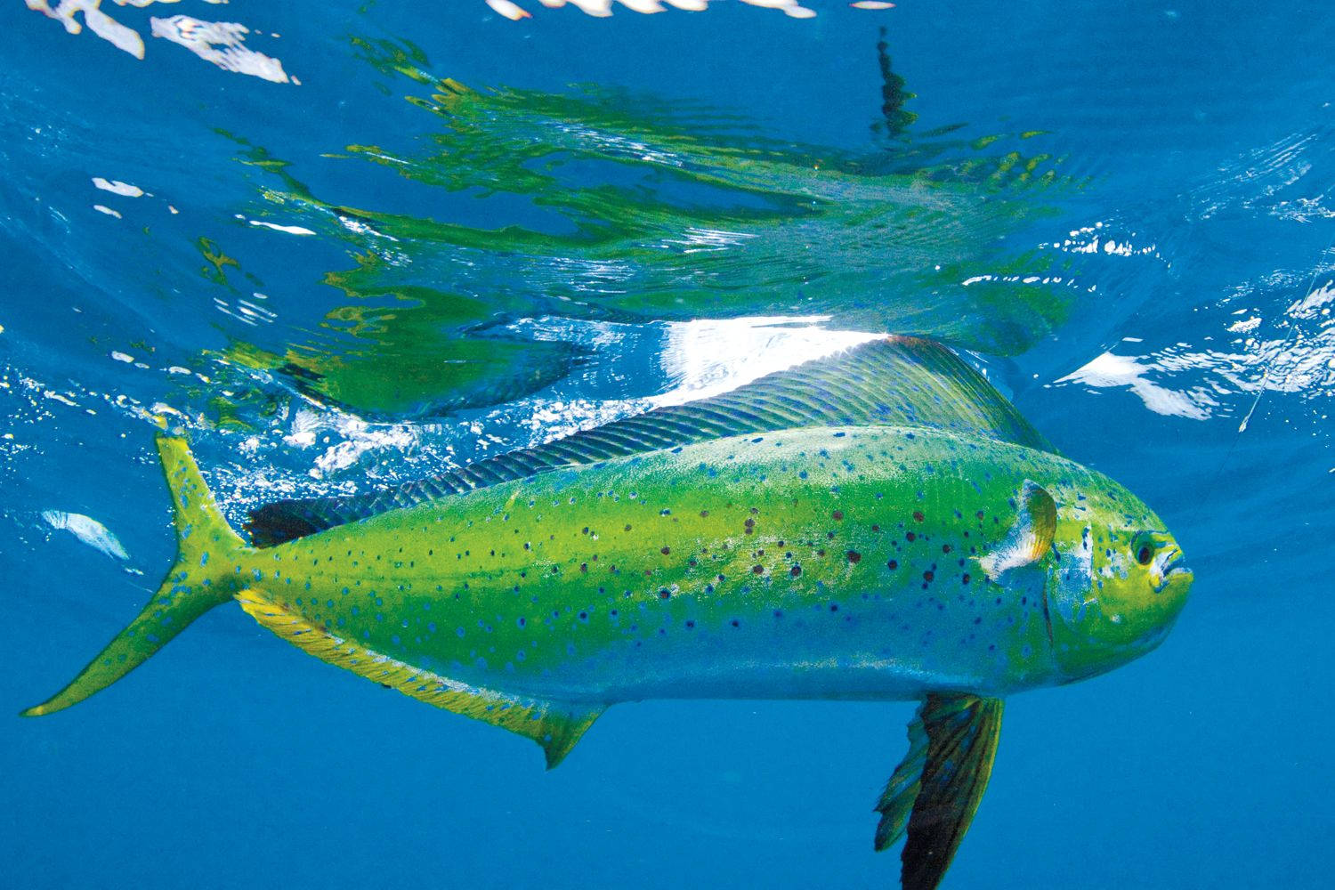 Download Mahi Mahi Fish Just Below