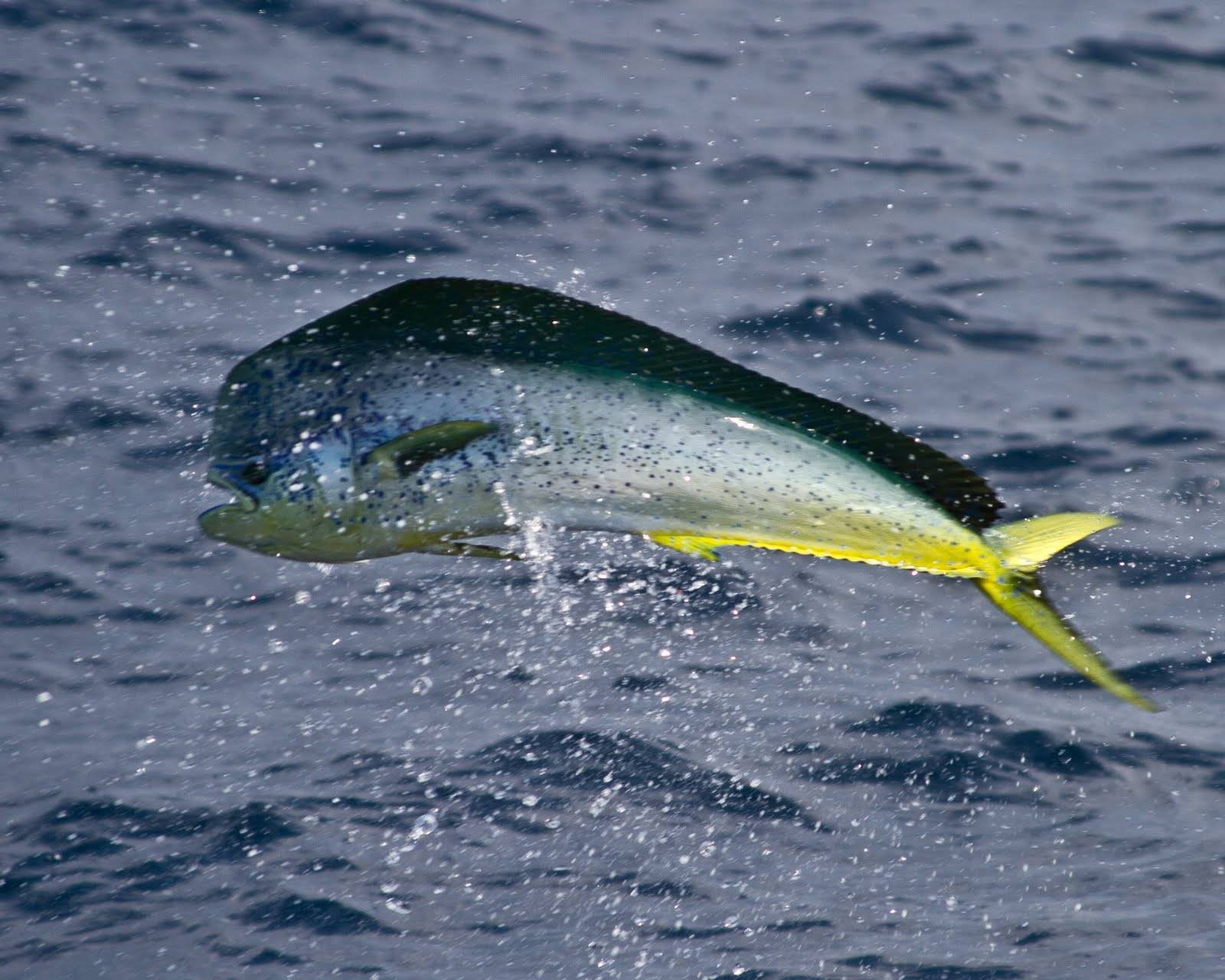 Mahi Mahi Fish On A Jump Wallpaper