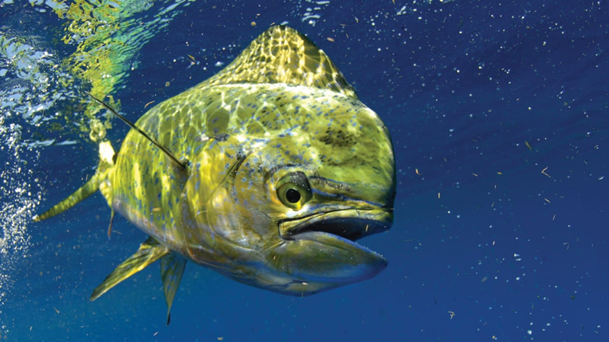 Fishing for dolphins Journal