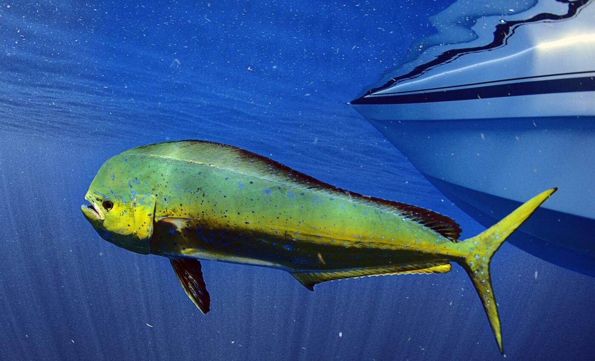 Mahi Mahi Exposed To Crude Oil Have