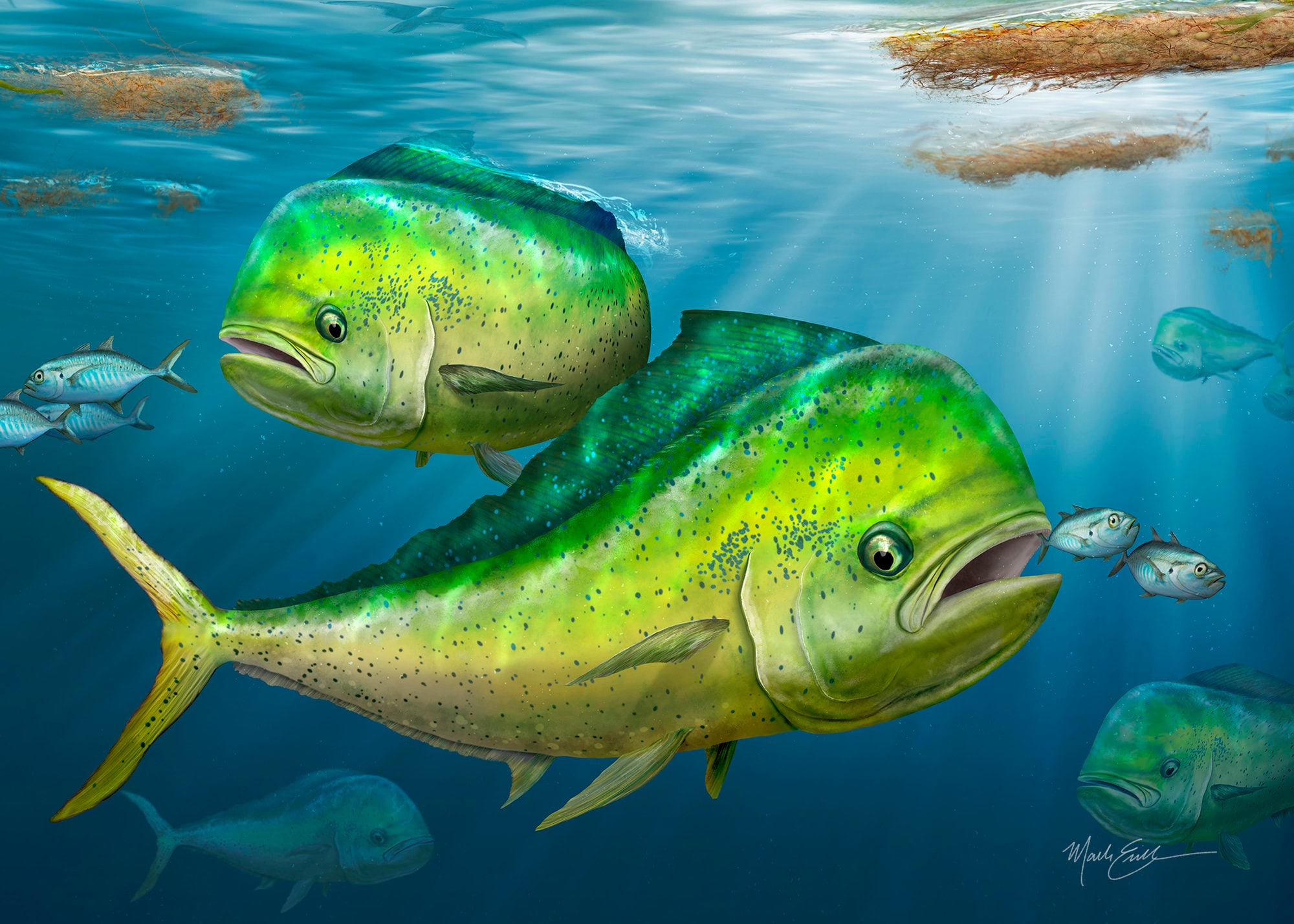Mahi Mahi Fish Art Print Gift for a
