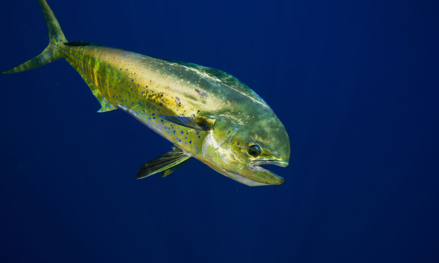 Dolphin Fish (Mahi Mahi) Facts