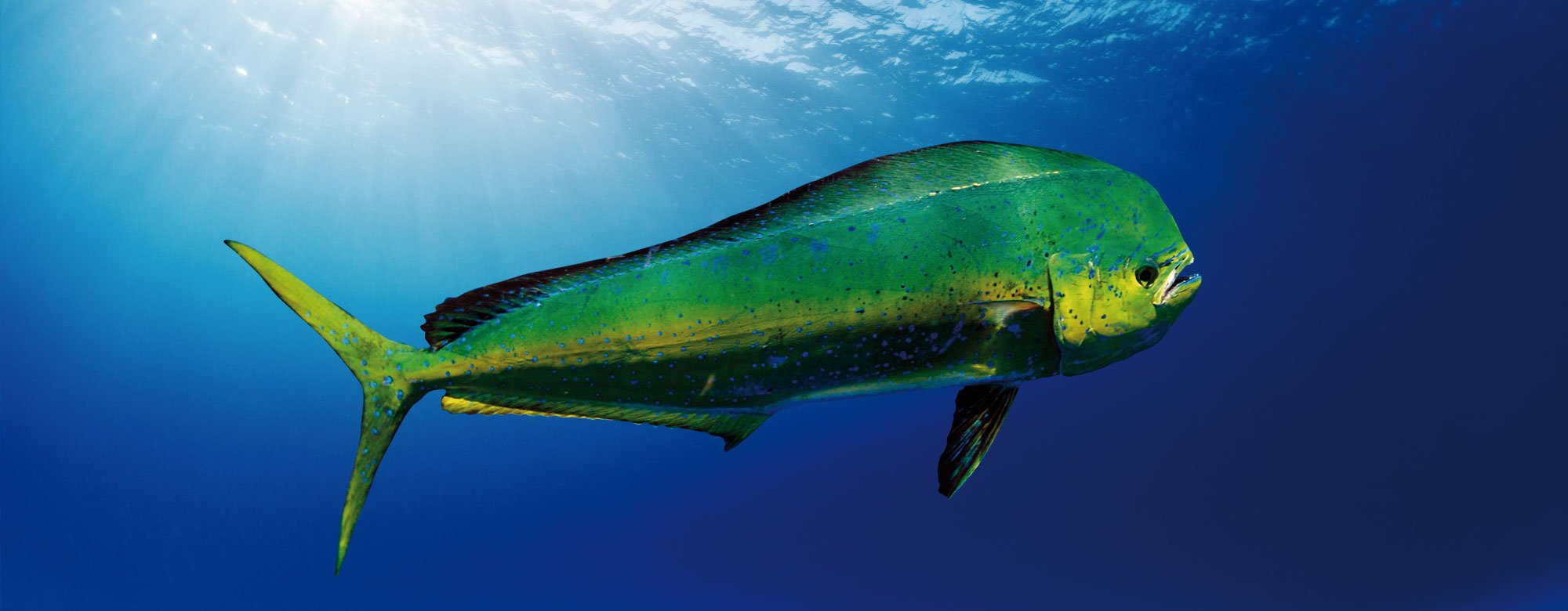 Fisheries and Aquaculture Journal on X